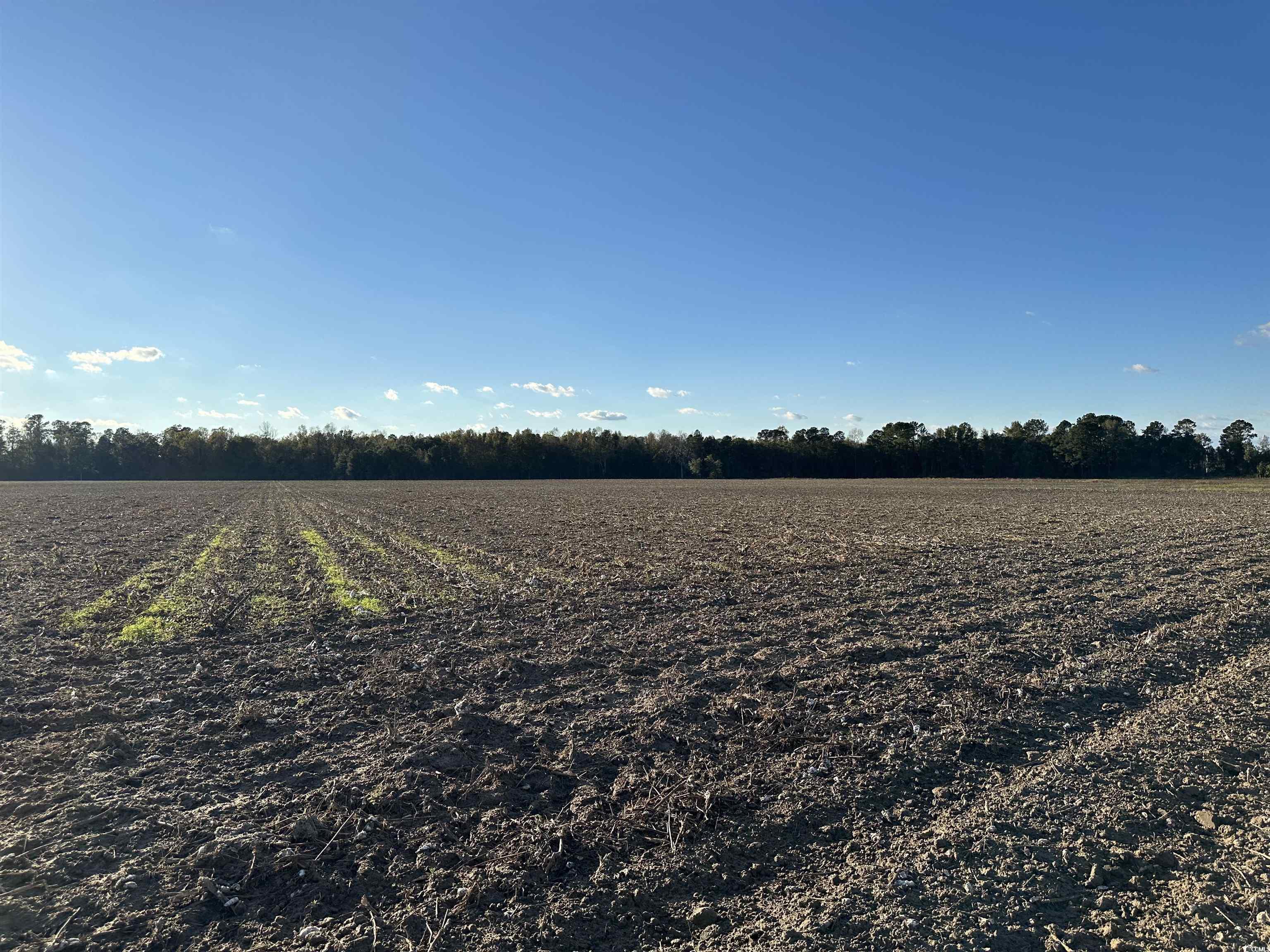 15.98 Acres-TBD Williamson Rd., Hemingway, South Carolina image 3