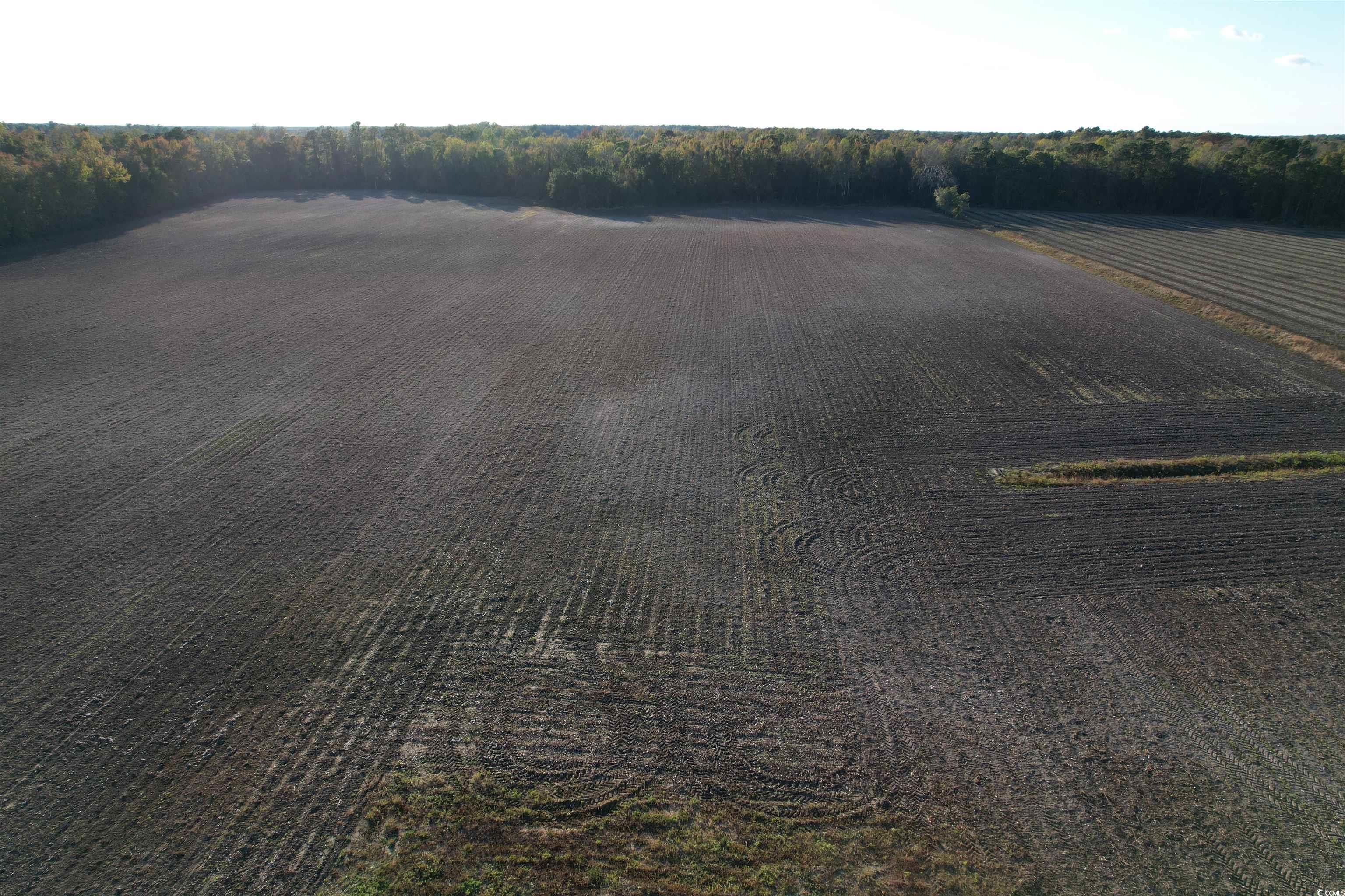 15.98 Acre Williamson Rd. Hemingway, SC 29554