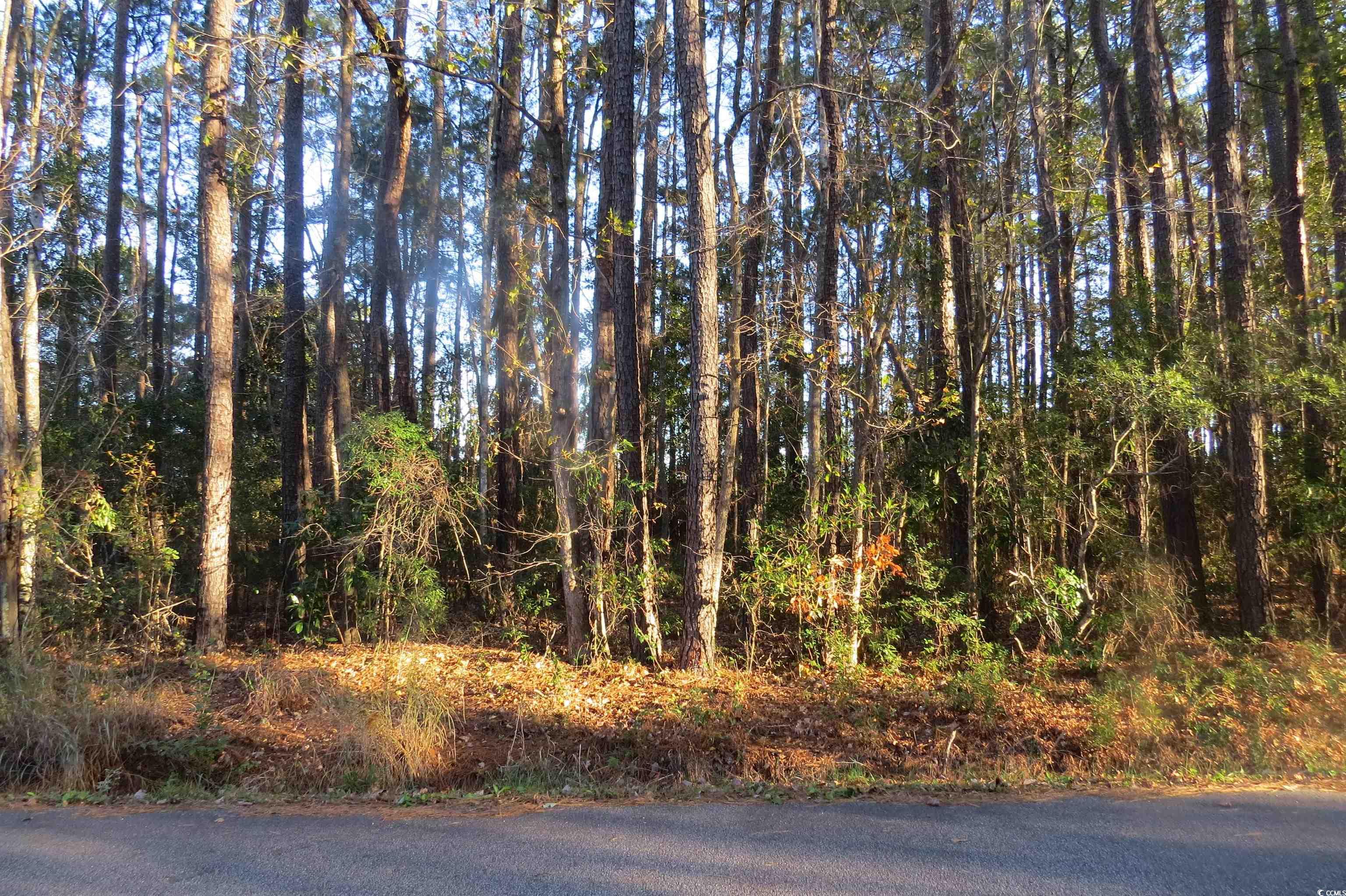 TBD Bethel Rd., Conway, South Carolina image 2