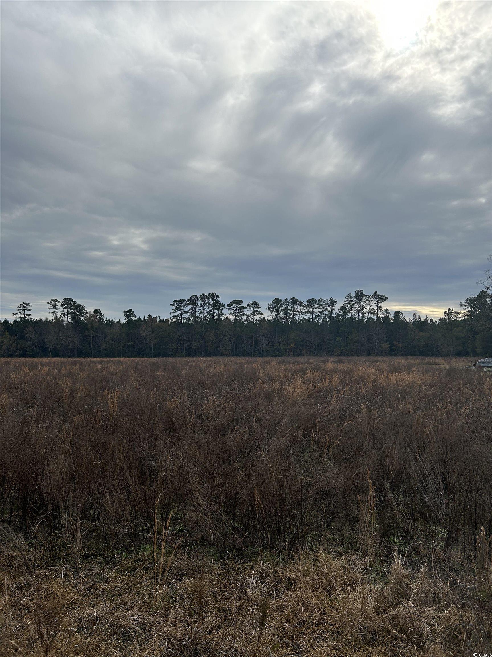 TBD Williams Hill Rd., Hemingway, South Carolina image 3