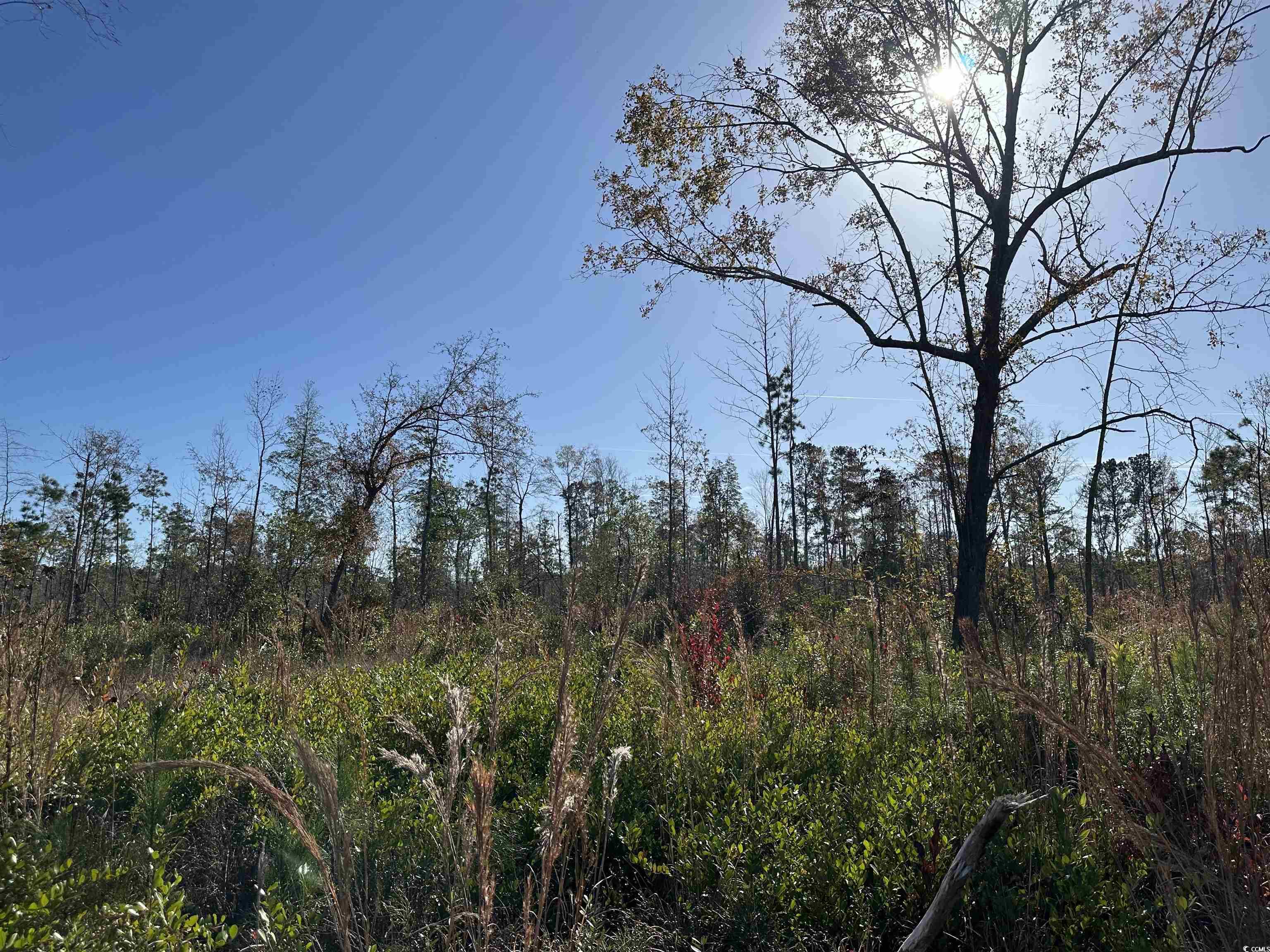 18+/- Acres TBD Epps Rd., New Zion, South Carolina image 1