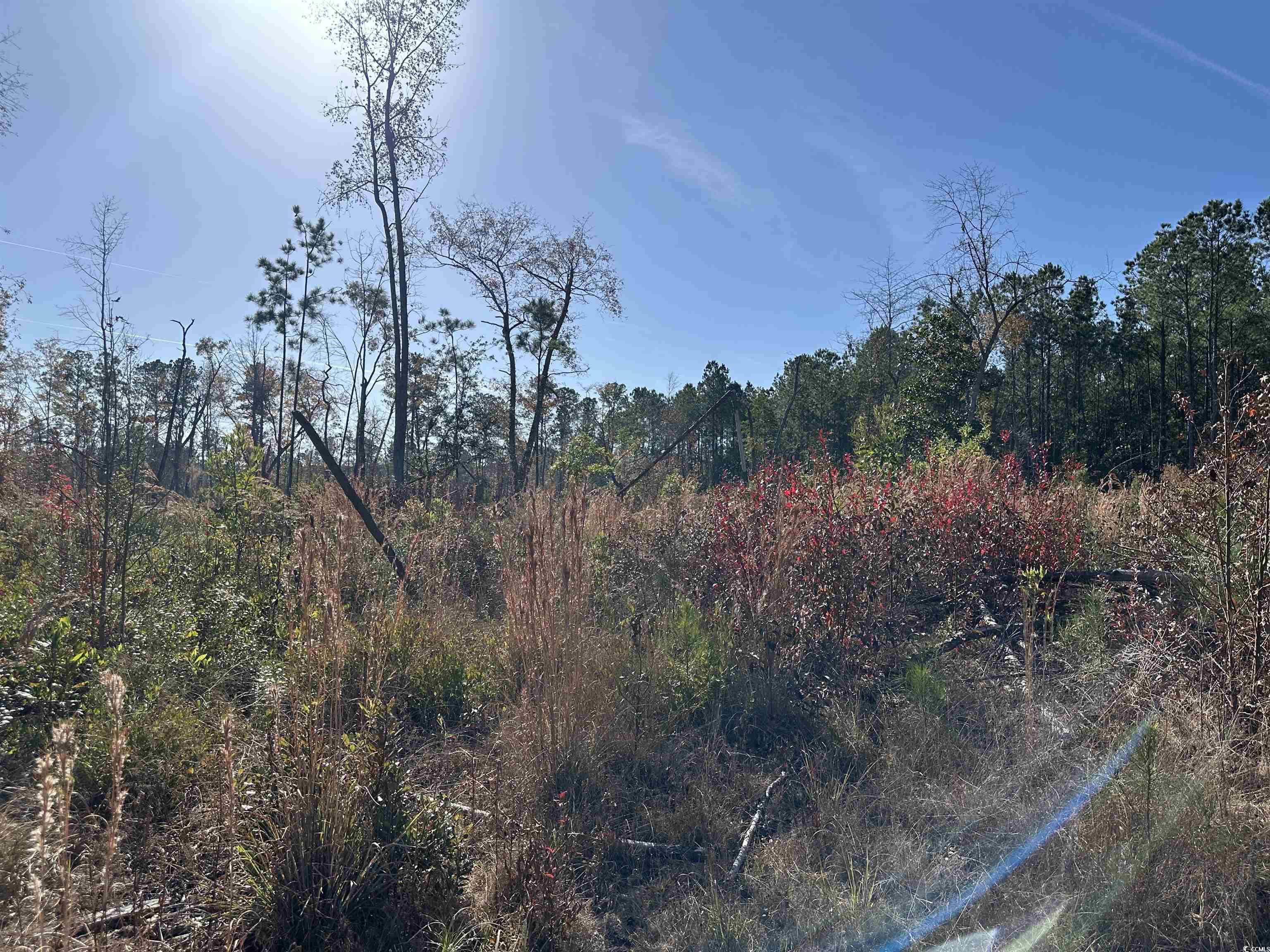 18+/- Acres TBD Epps Rd., New Zion, South Carolina image 2