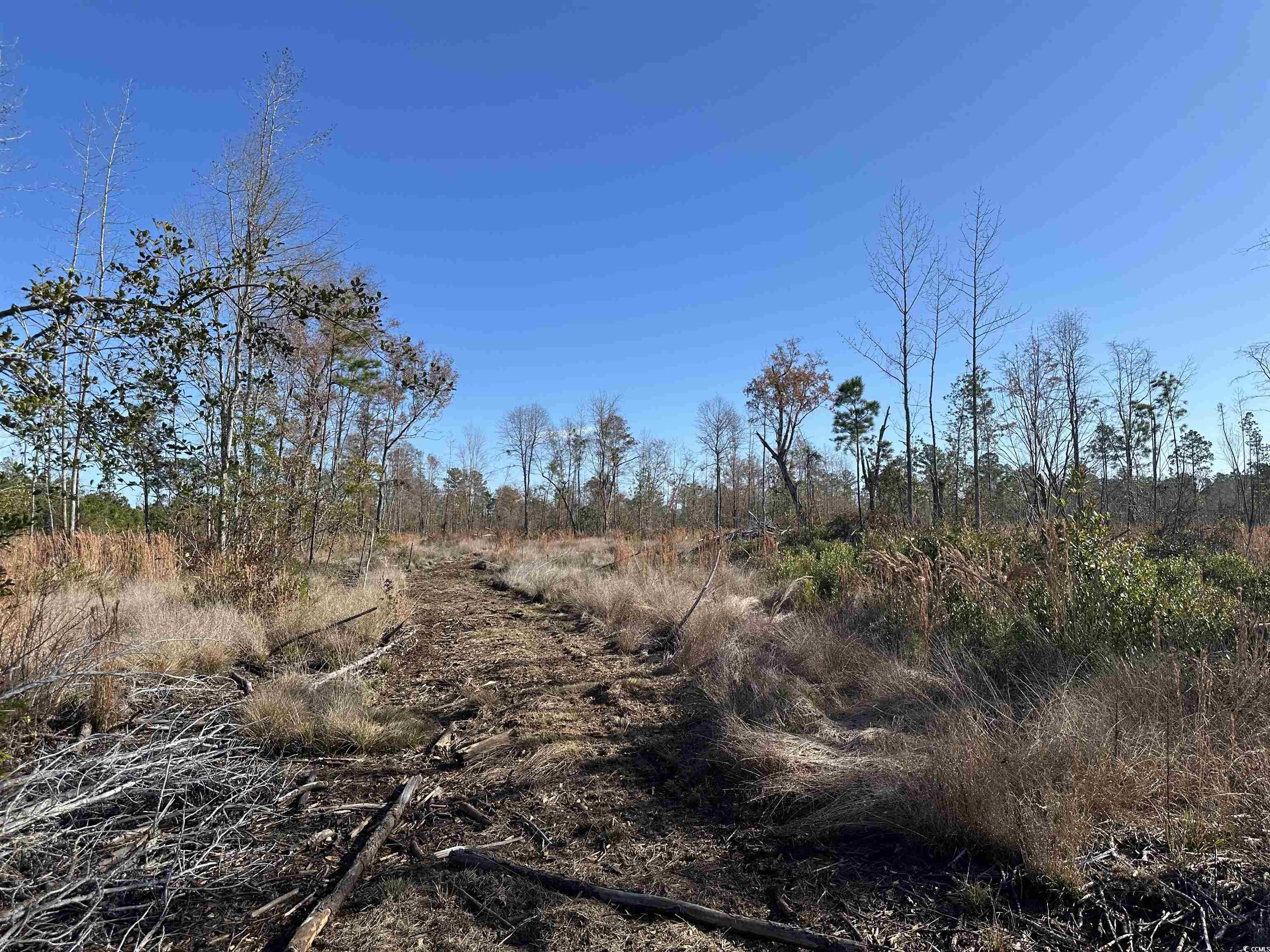 18+/- Acres TBD Epps Rd., New Zion, South Carolina image 3