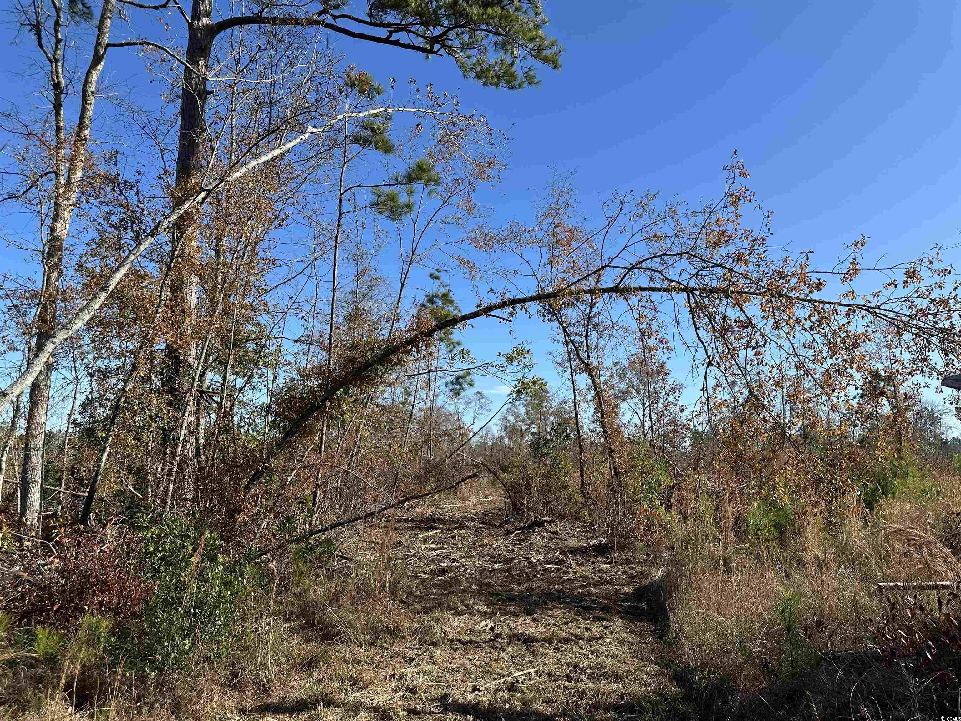 18+/- Acres TBD Epps Rd., New Zion, South Carolina image 4