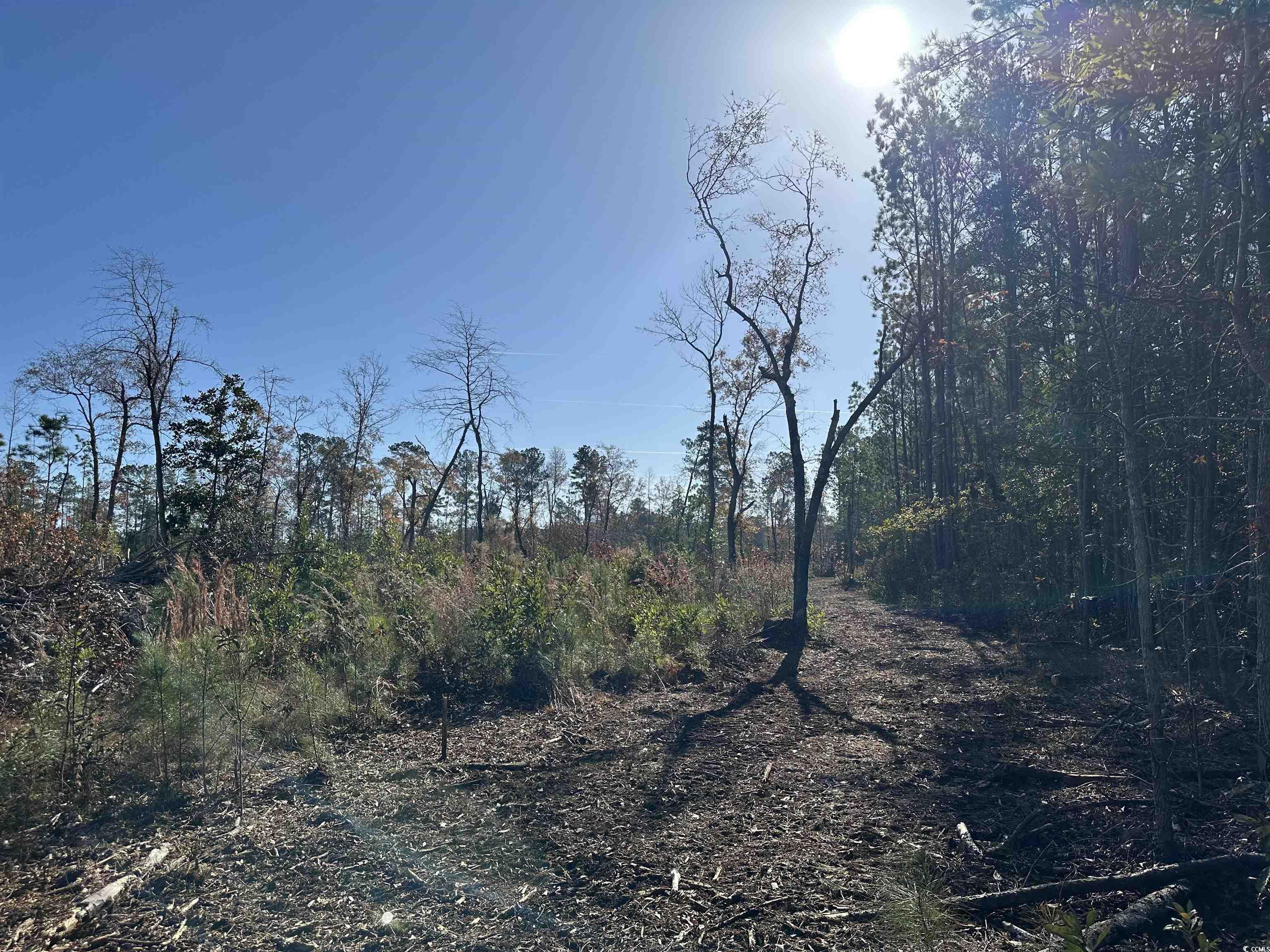 18+/- Acres TBD Epps Rd., New Zion, South Carolina image 5