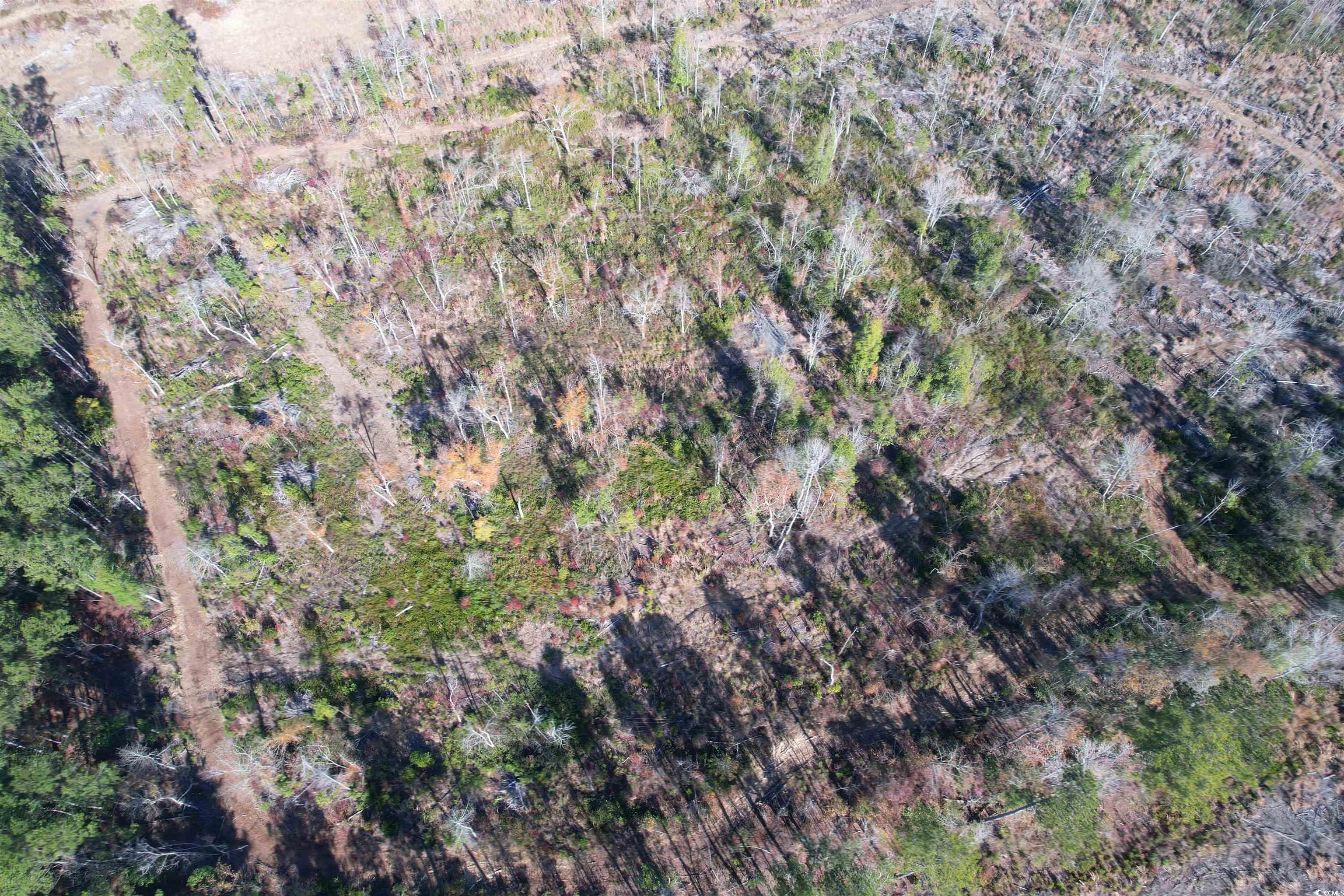 18+/- Acres TBD Epps Rd., New Zion, South Carolina image 7