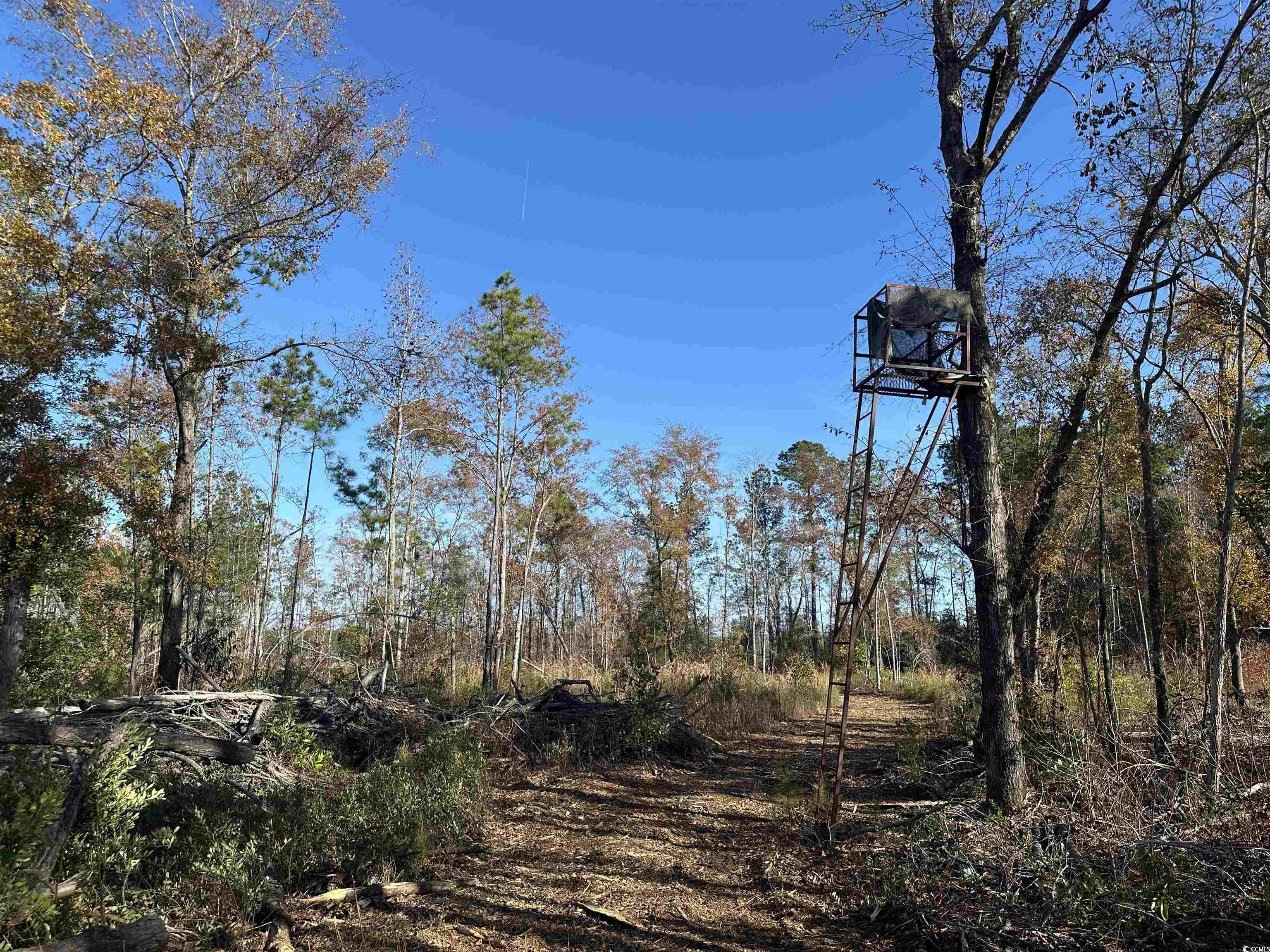 25+/- Acres TBD Corner Rd., New Zion, South Carolina image 1