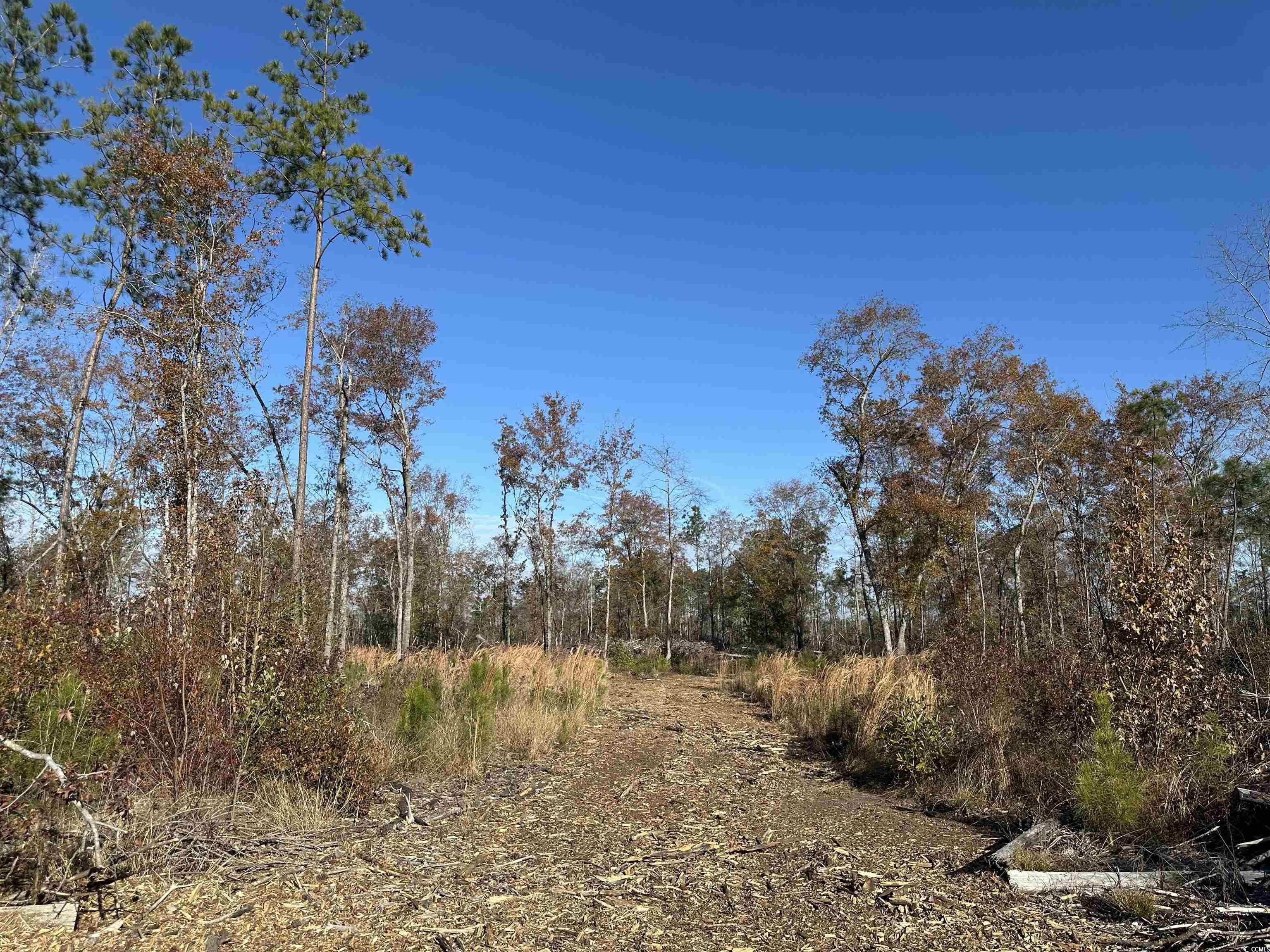 25+/- Acres TBD Corner Rd., New Zion, South Carolina image 2