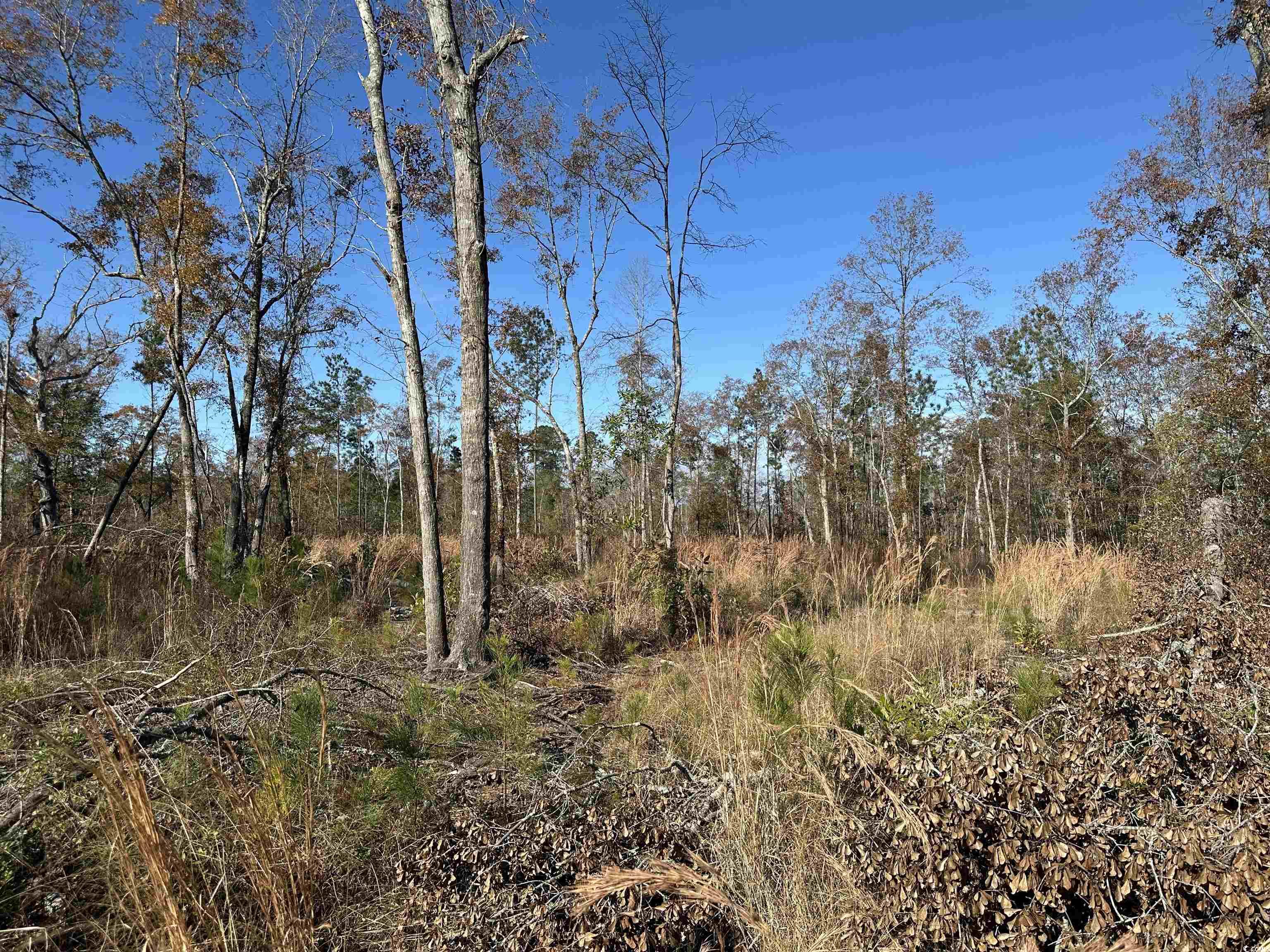 25+/- Acres TBD Corner Rd., New Zion, South Carolina image 3