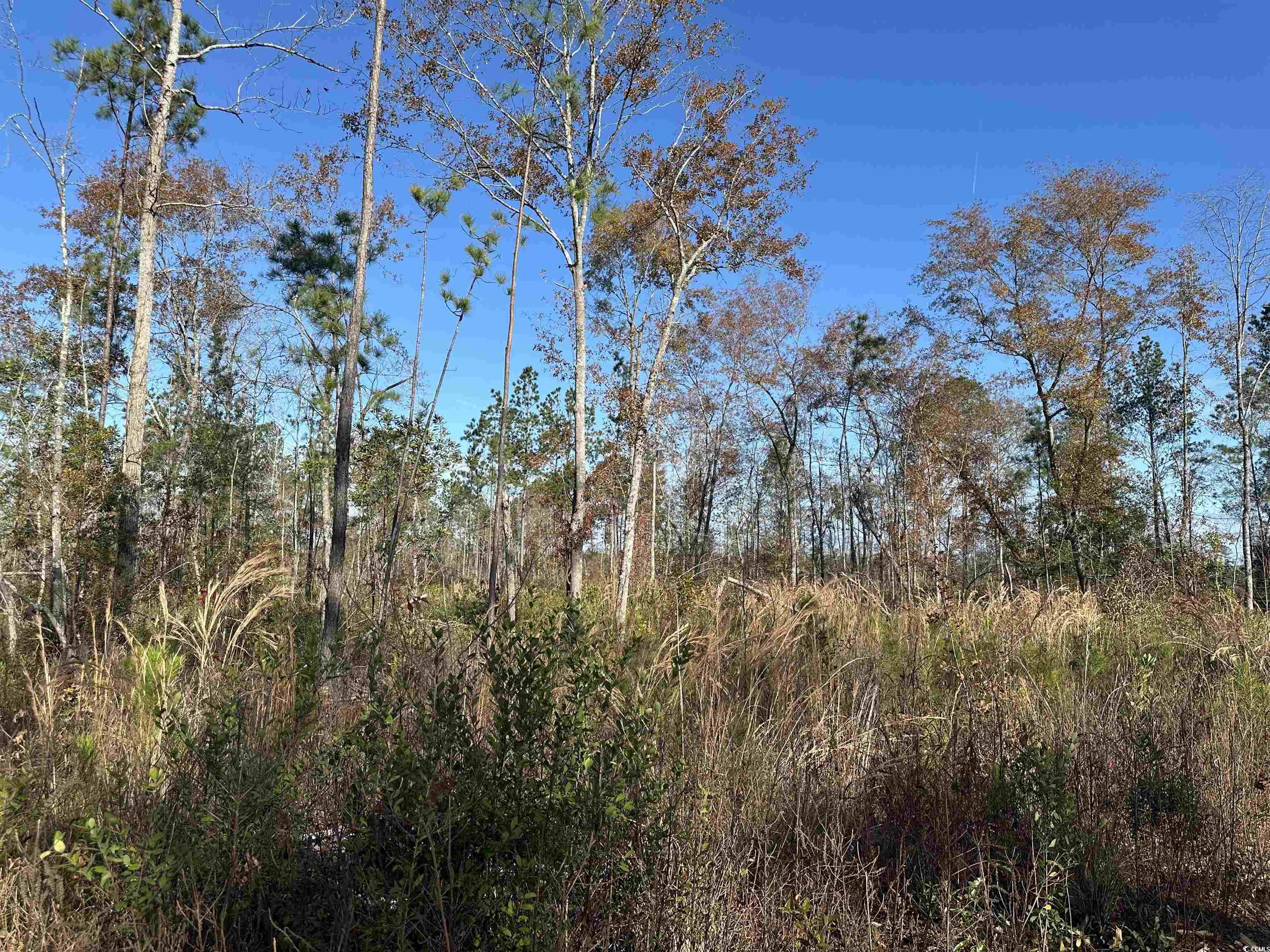 25+/- Acres TBD Corner Rd., New Zion, South Carolina image 4