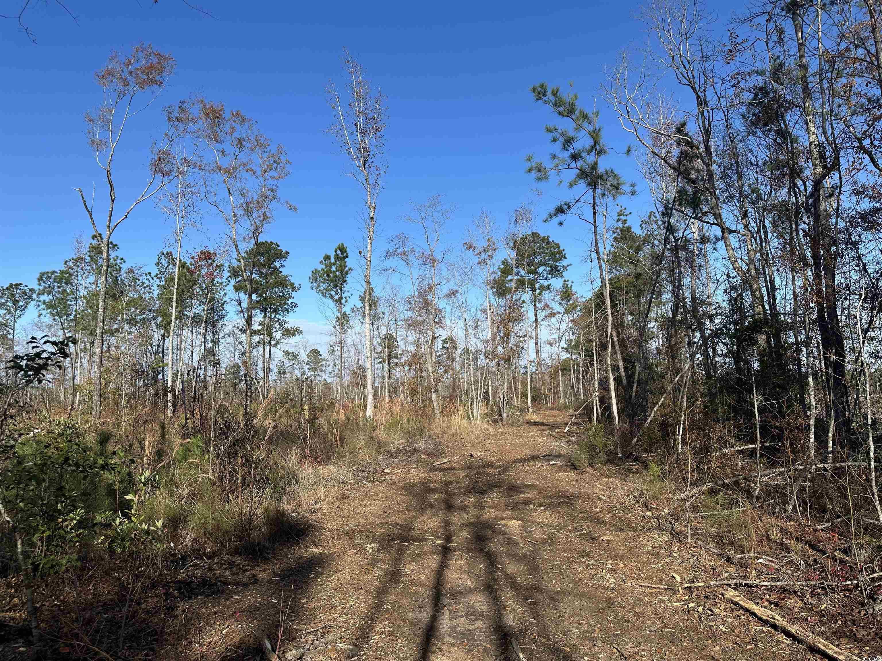 25+/- Acres TBD Corner Rd., New Zion, South Carolina image 5