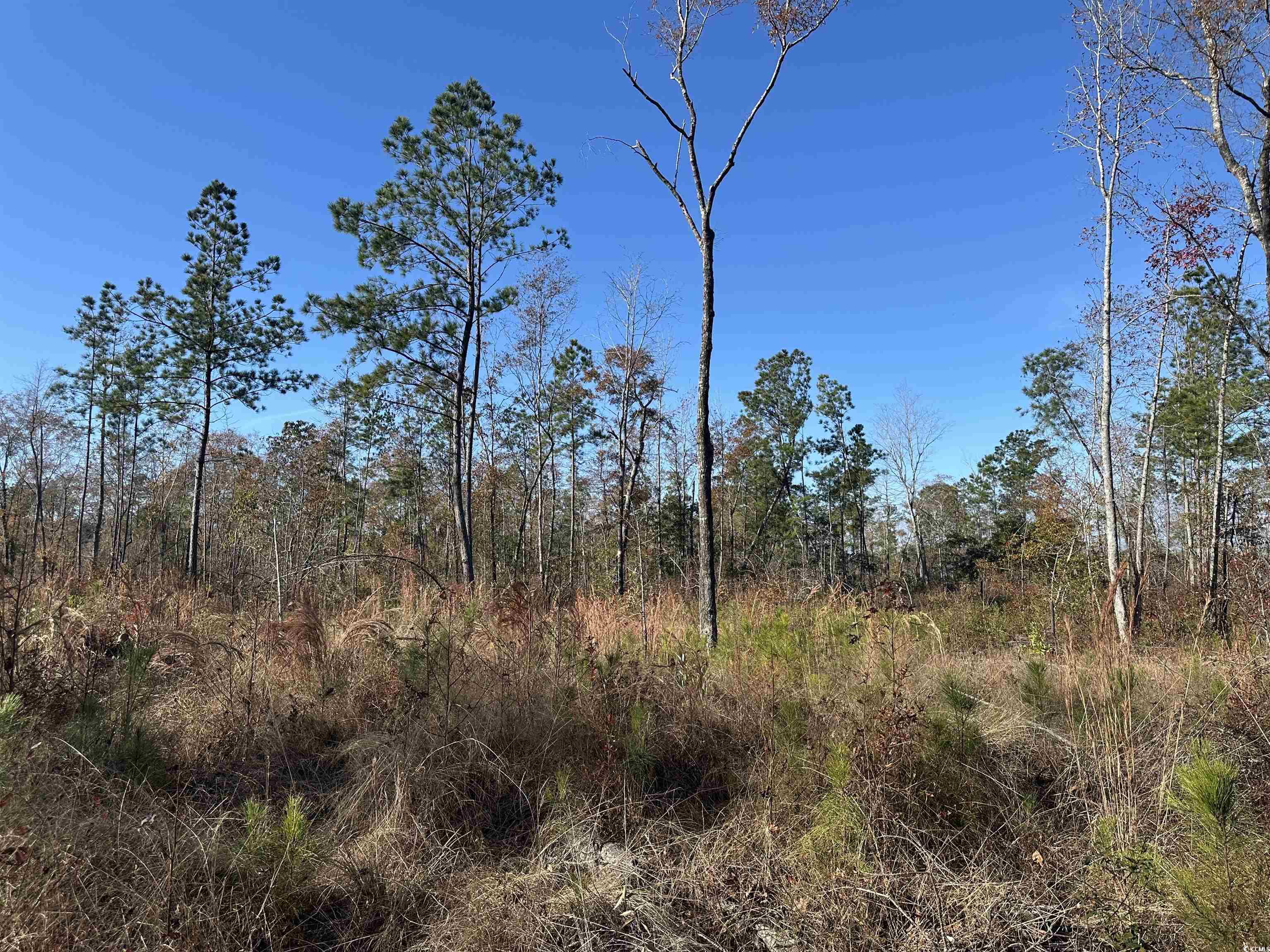 25+/- Acres TBD Corner Rd., New Zion, South Carolina image 6