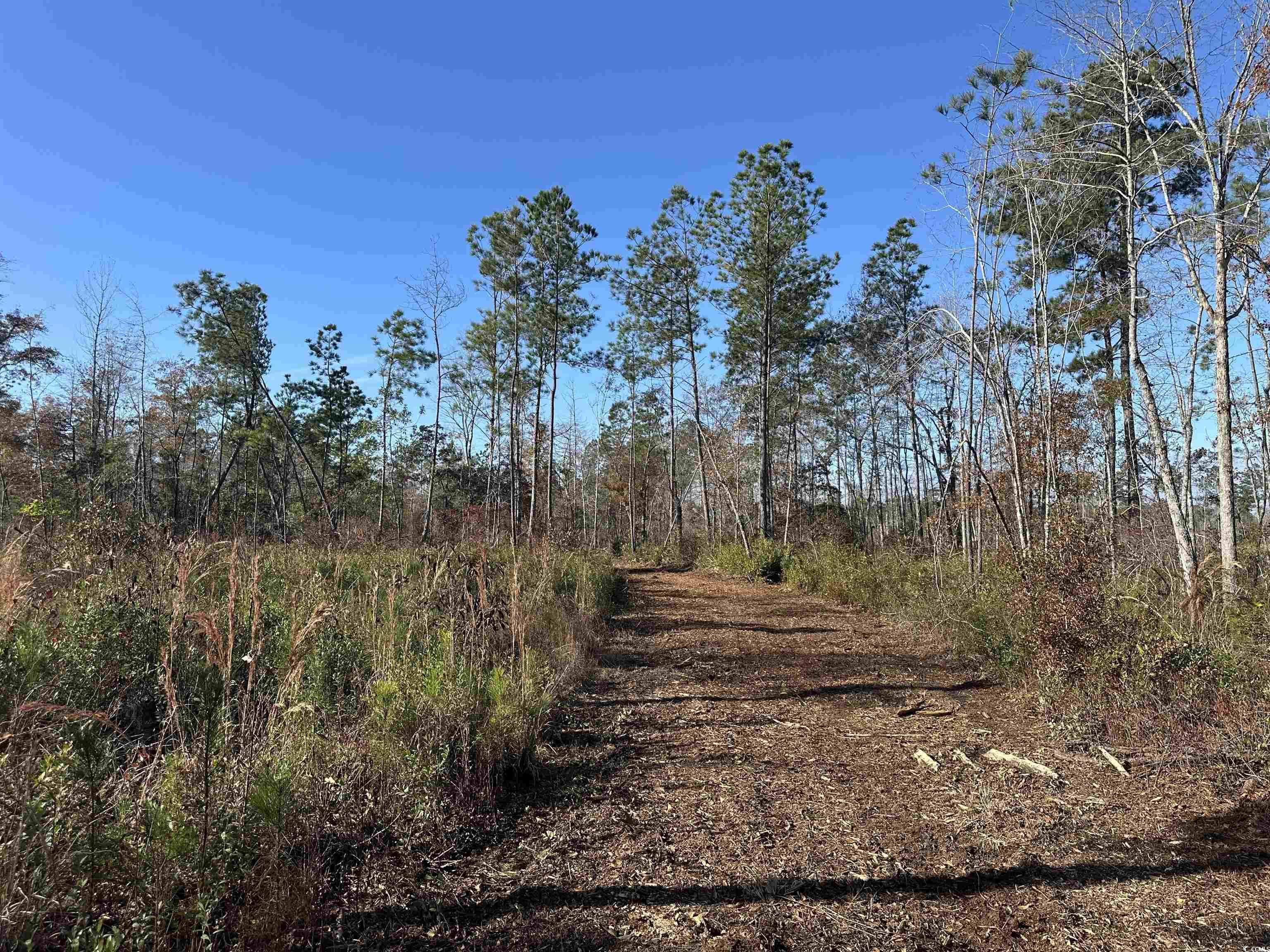 25+/- Acres TBD Corner Rd., New Zion, South Carolina image 7