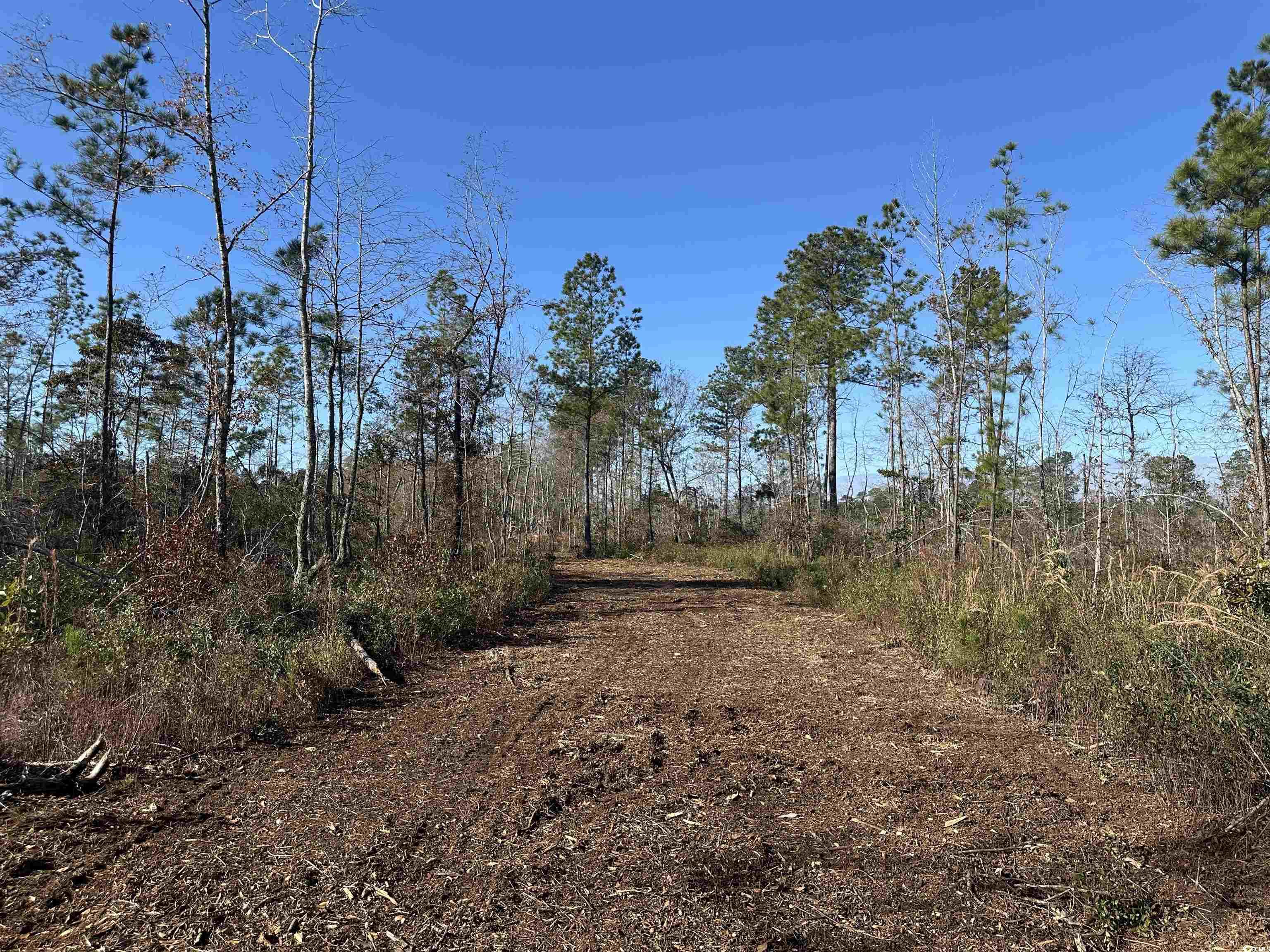 25+/- Acres TBD Corner Rd., New Zion, South Carolina image 8