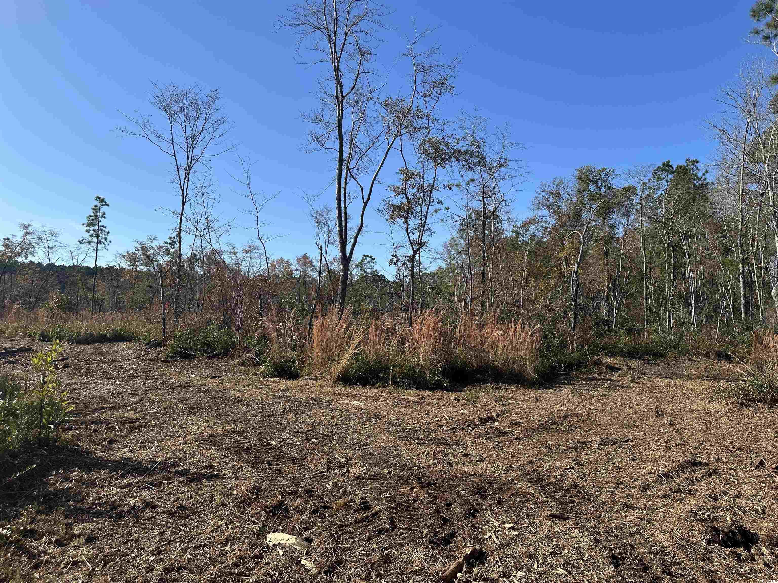 25+/- Acres TBD Corner Rd., New Zion, South Carolina image 9