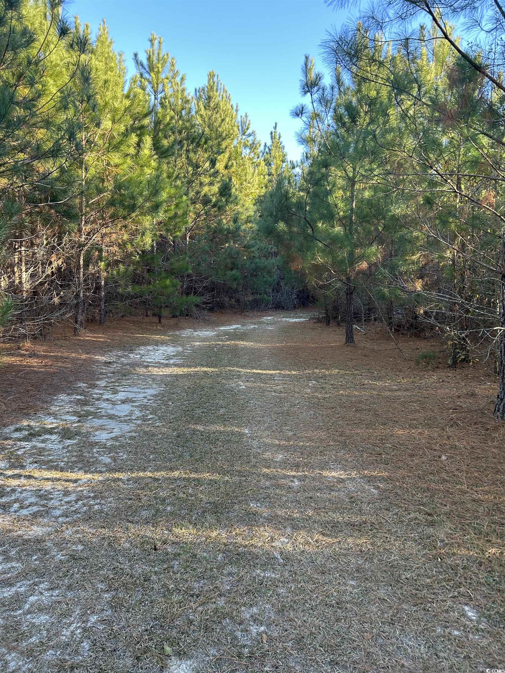 TBD Sugarhill Rd., Dillon, South Carolina image 8