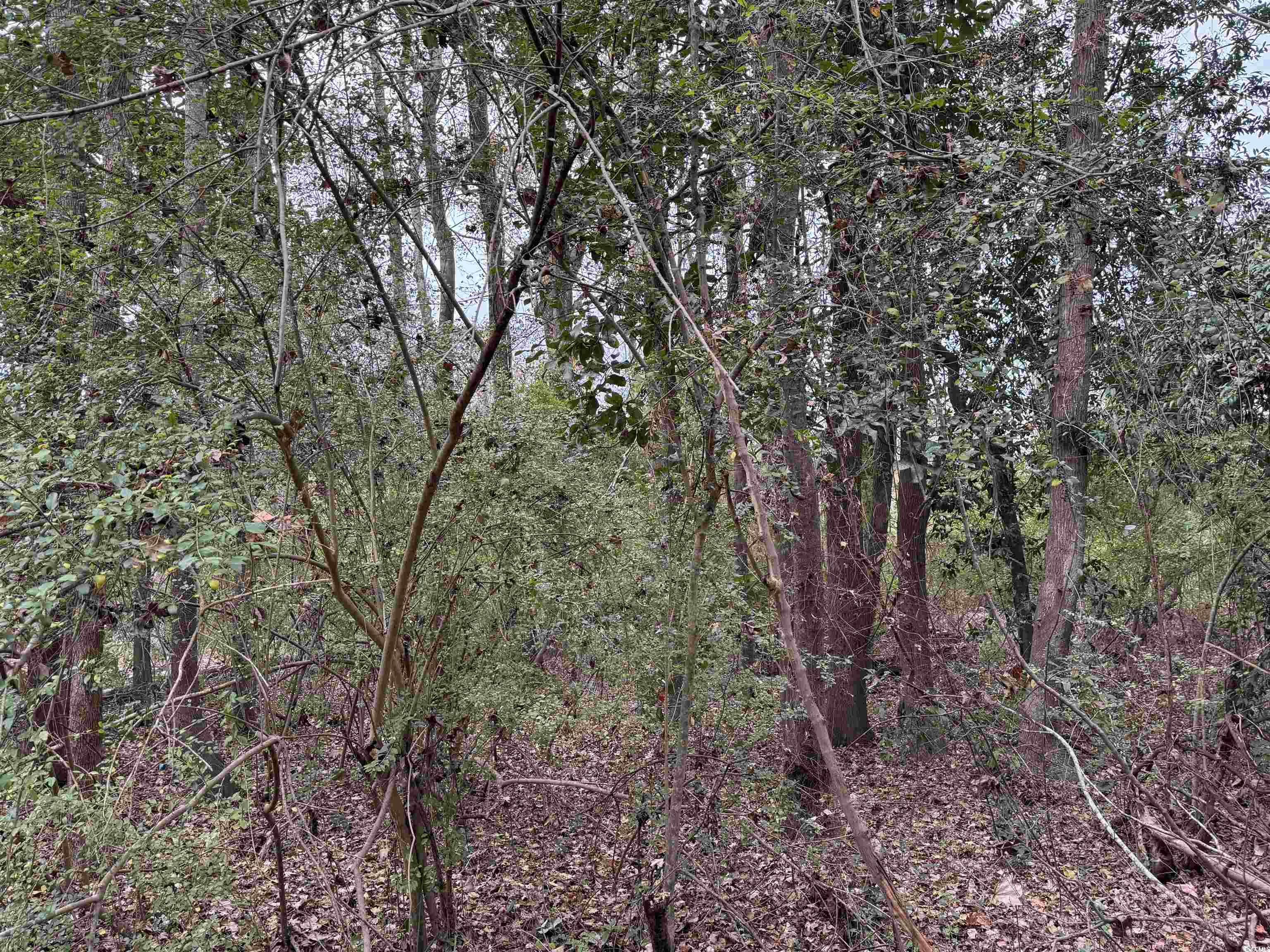 Lot 99 Grainger Circle, Conway, South Carolina image 2
