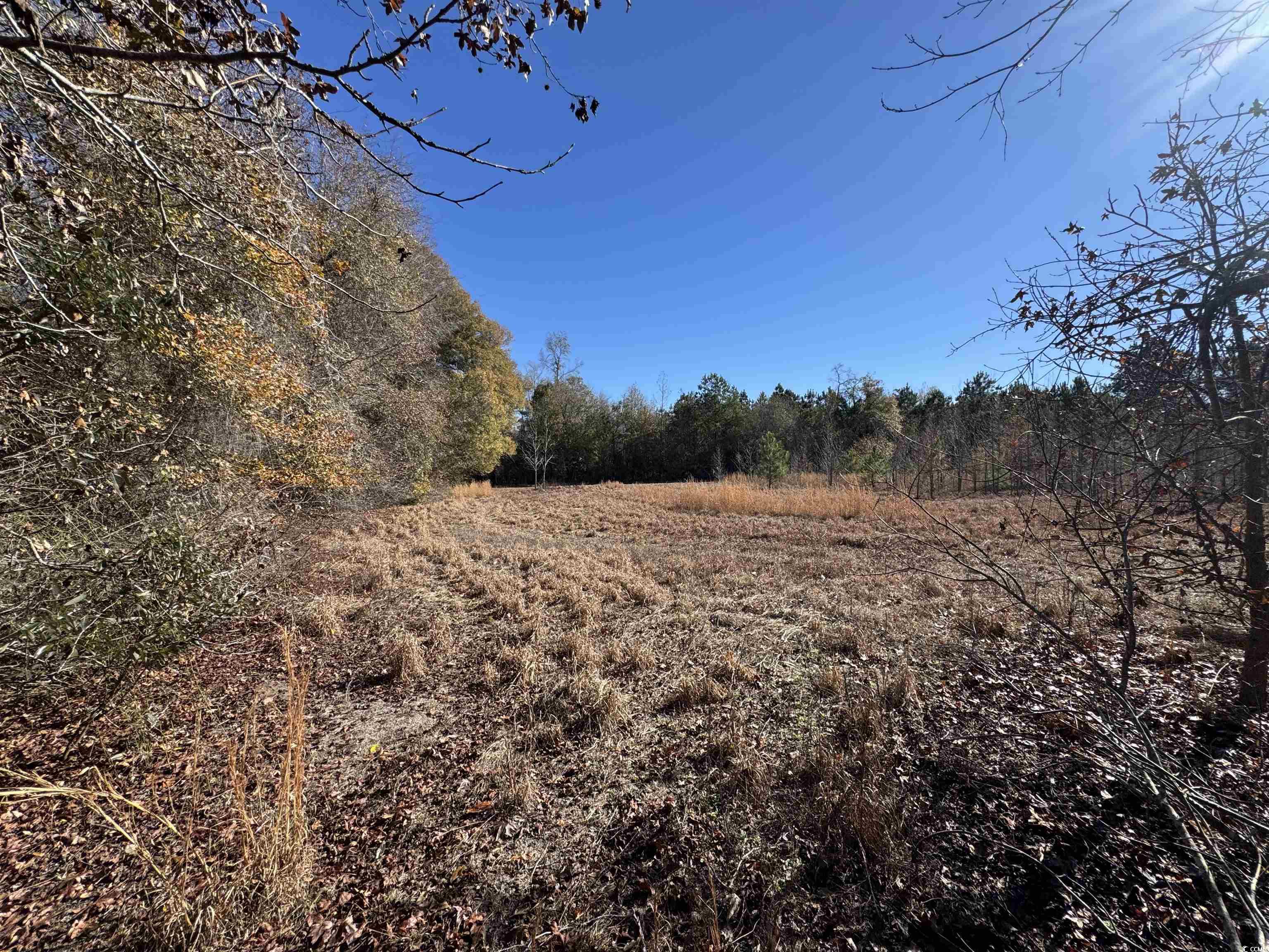 TBD Sand Plant Rd., Nichols, South Carolina image 3