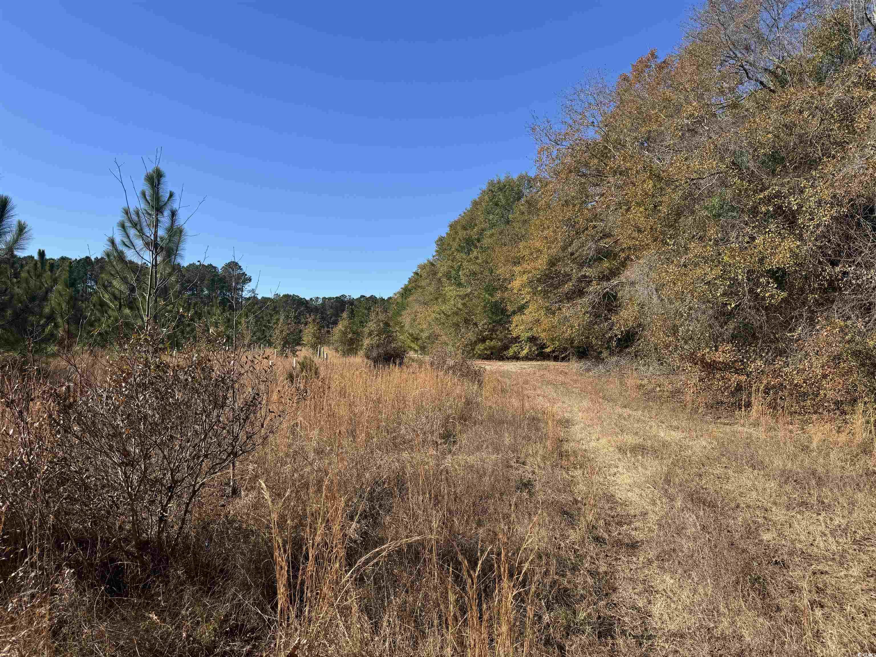 TBD Sand Plant Rd., Nichols, South Carolina image 30