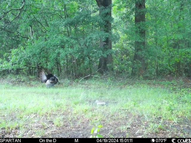 TBD Sand Plant Rd., Nichols, South Carolina image 32