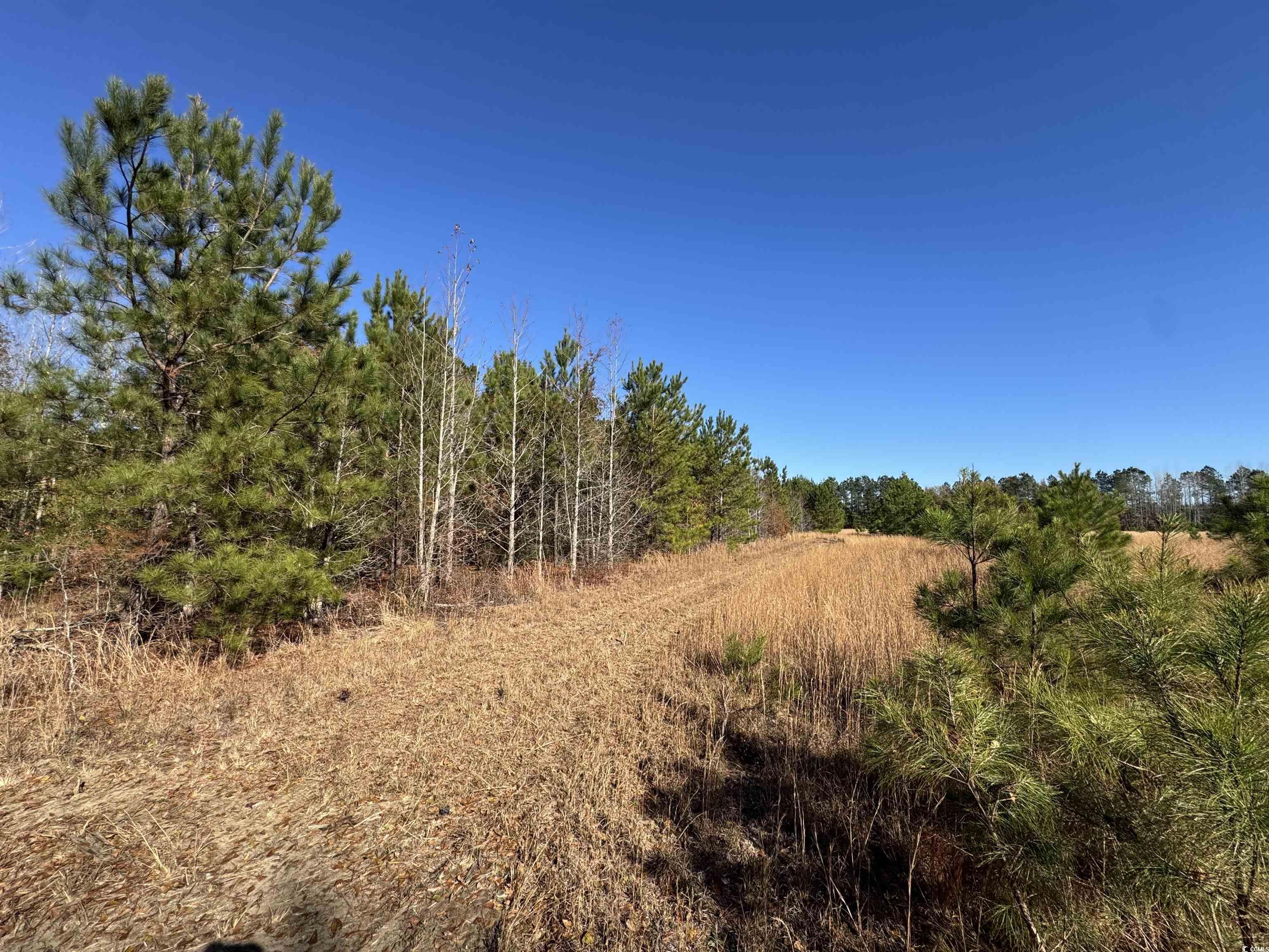 TBD Sand Plant Rd., Nichols, South Carolina image 6