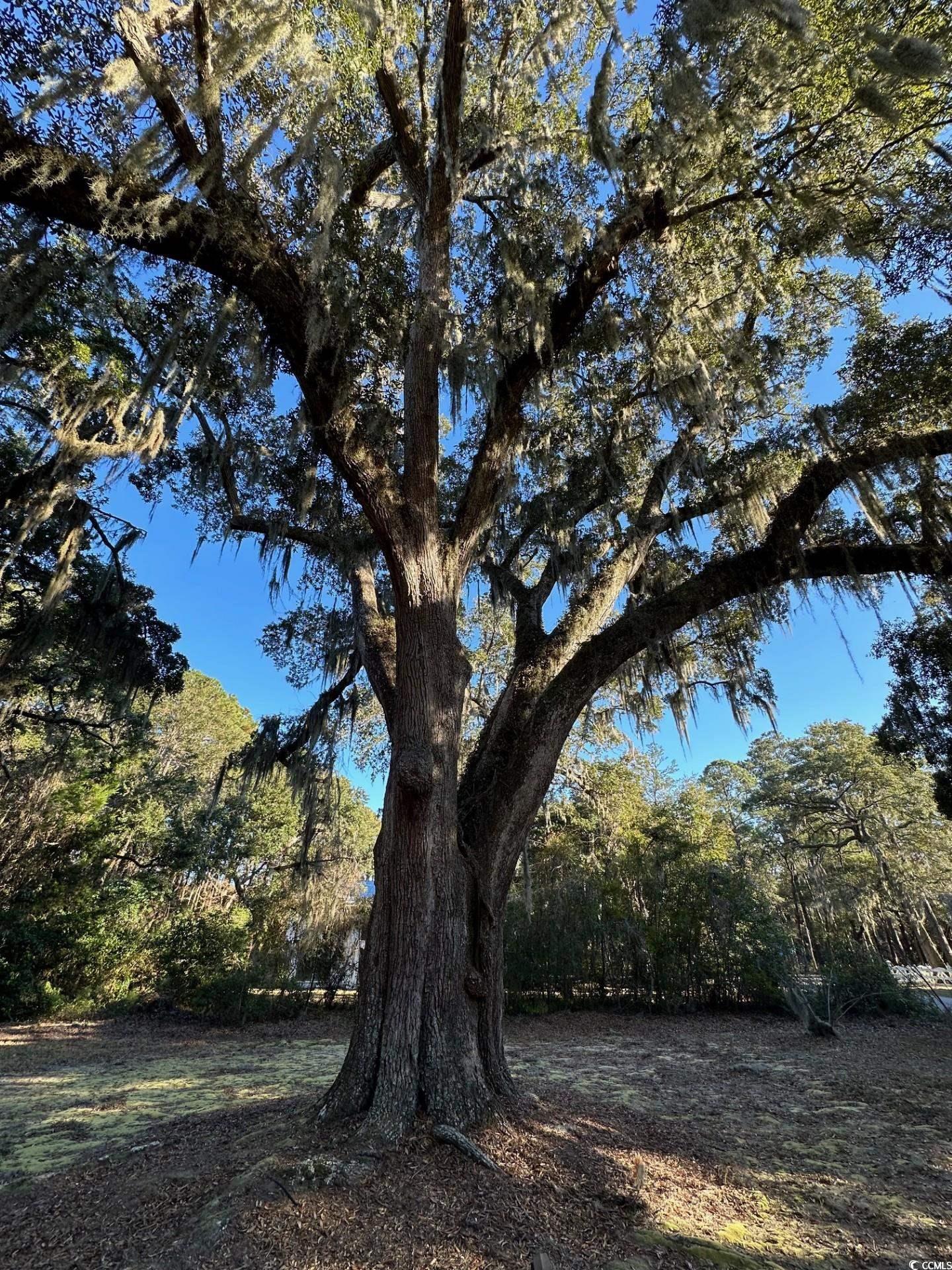 187 Alston Rd., Pawleys Island, South Carolina image 11