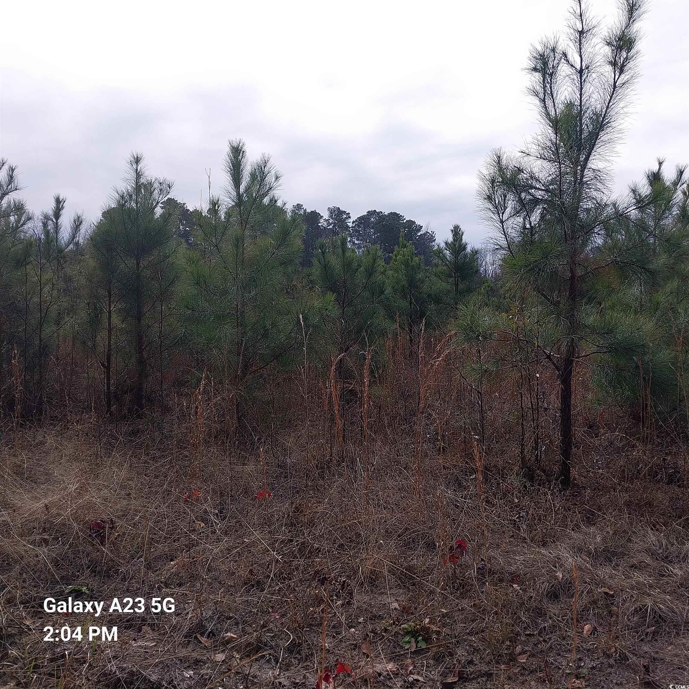 Lot 6 Tooge Hayes Rd., Mullins, South Carolina image 1