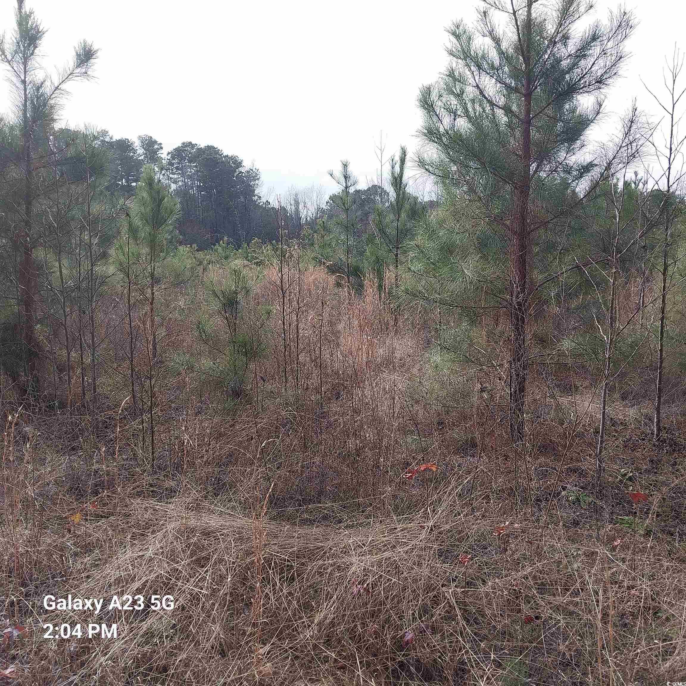 Lot 8 Tooge Hayes Rd., Mullins, South Carolina image 1