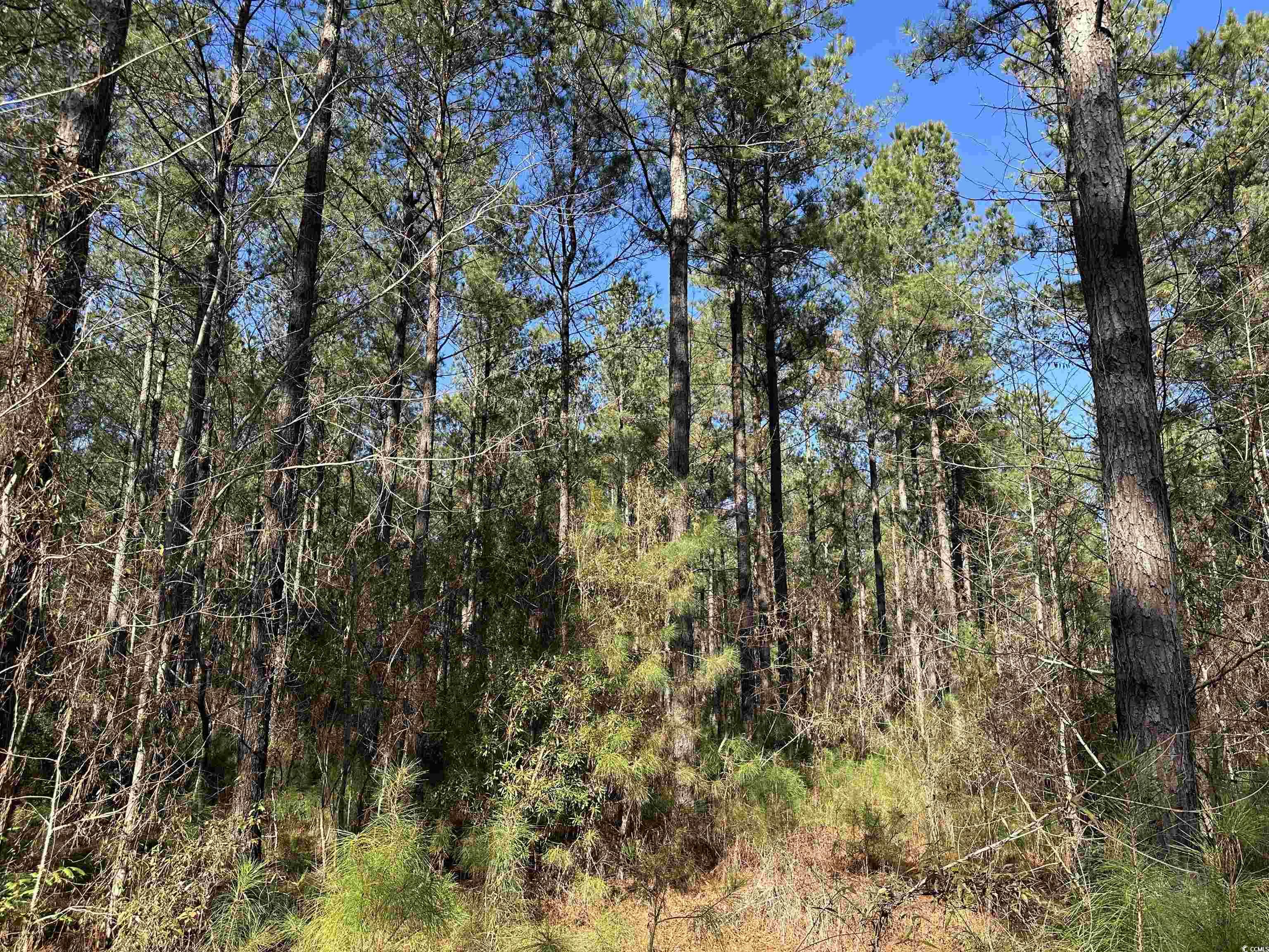 34 Acres - TBD Easler Hwy, Greeleyville, South Carolina image 1