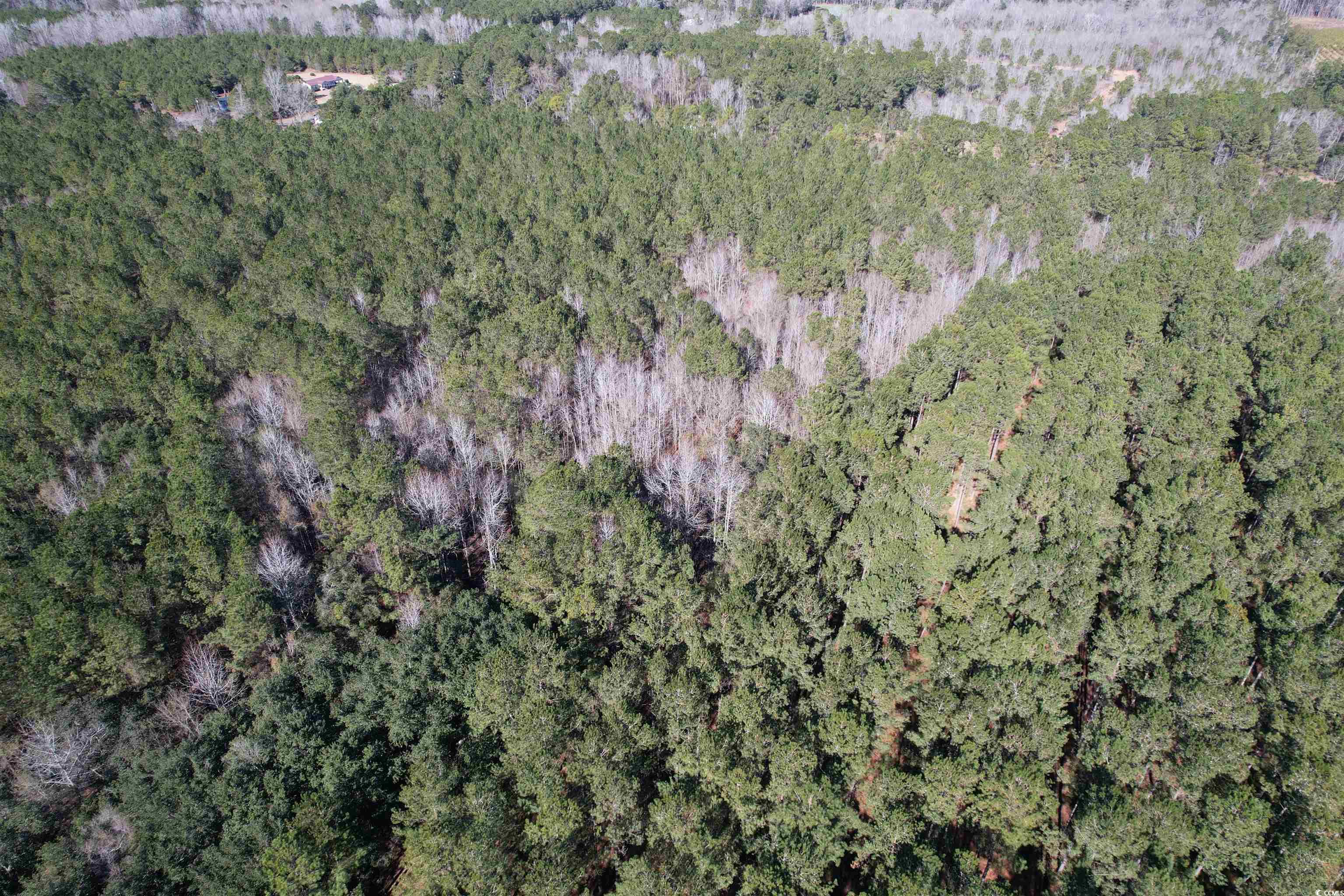 34 Acres - TBD Easler Hwy, Greeleyville, South Carolina image 11