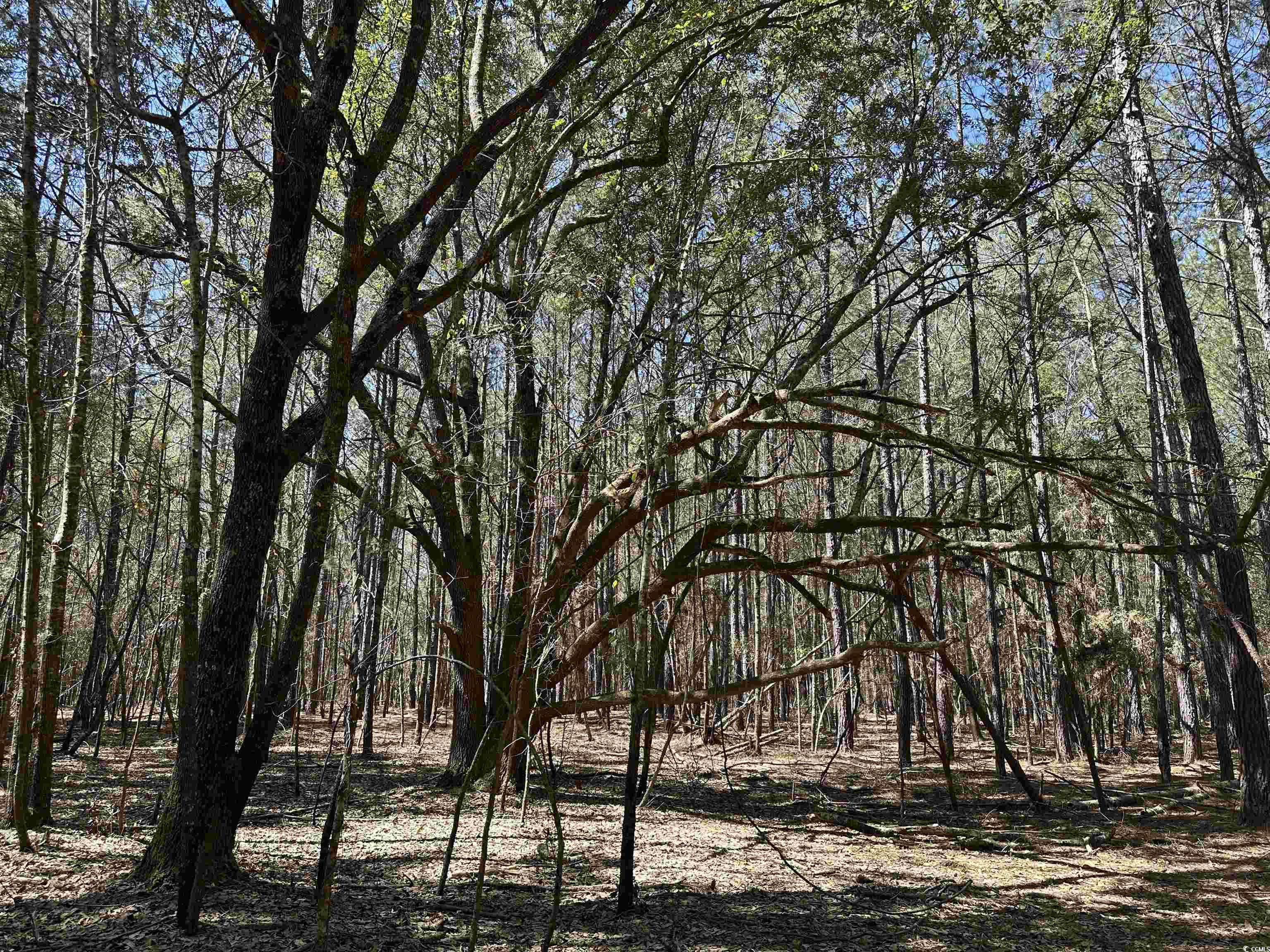 34 Acres - TBD Easler Hwy, Greeleyville, South Carolina image 12