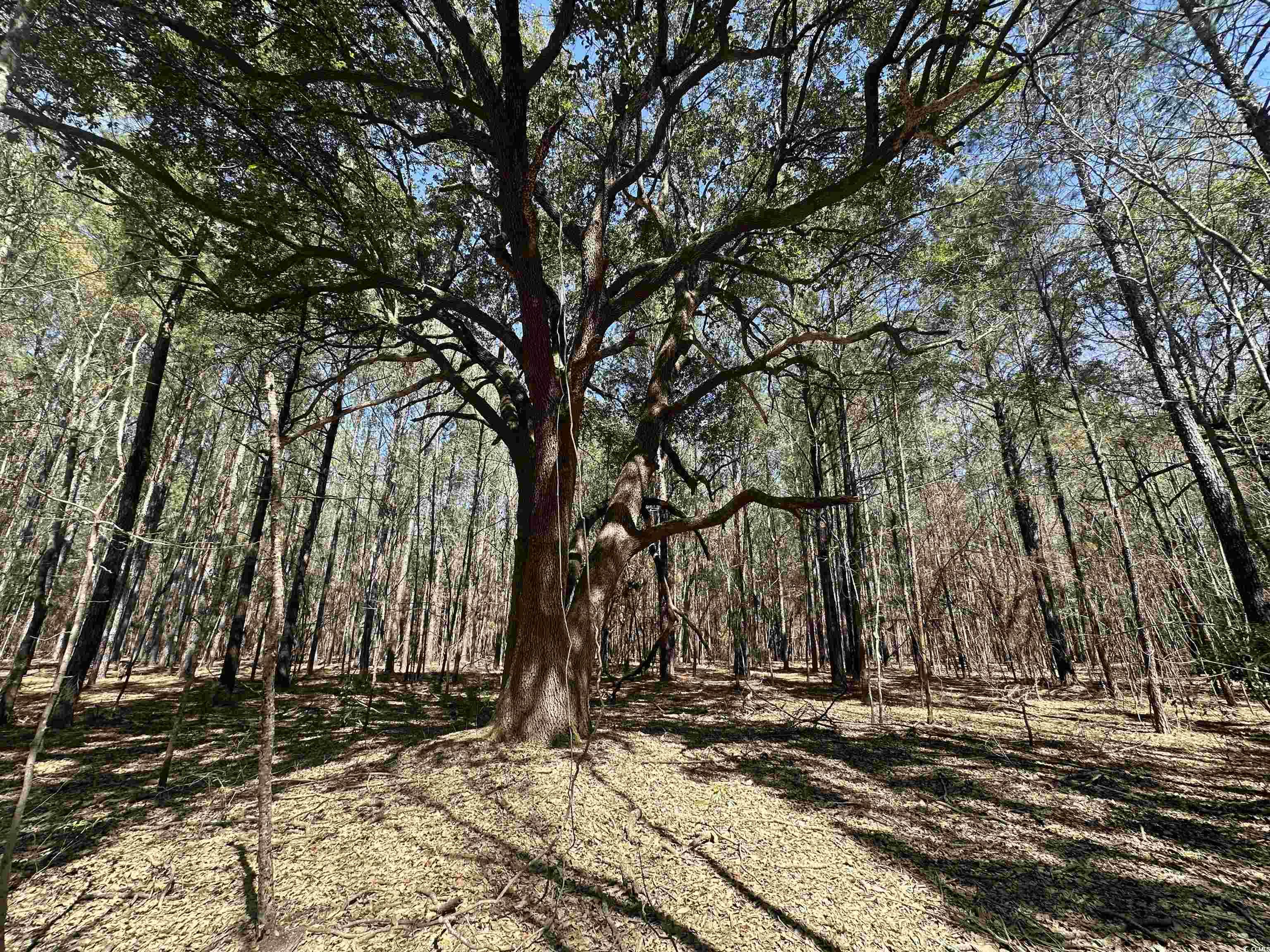 34 Acres - TBD Easler Hwy, Greeleyville, South Carolina image 13