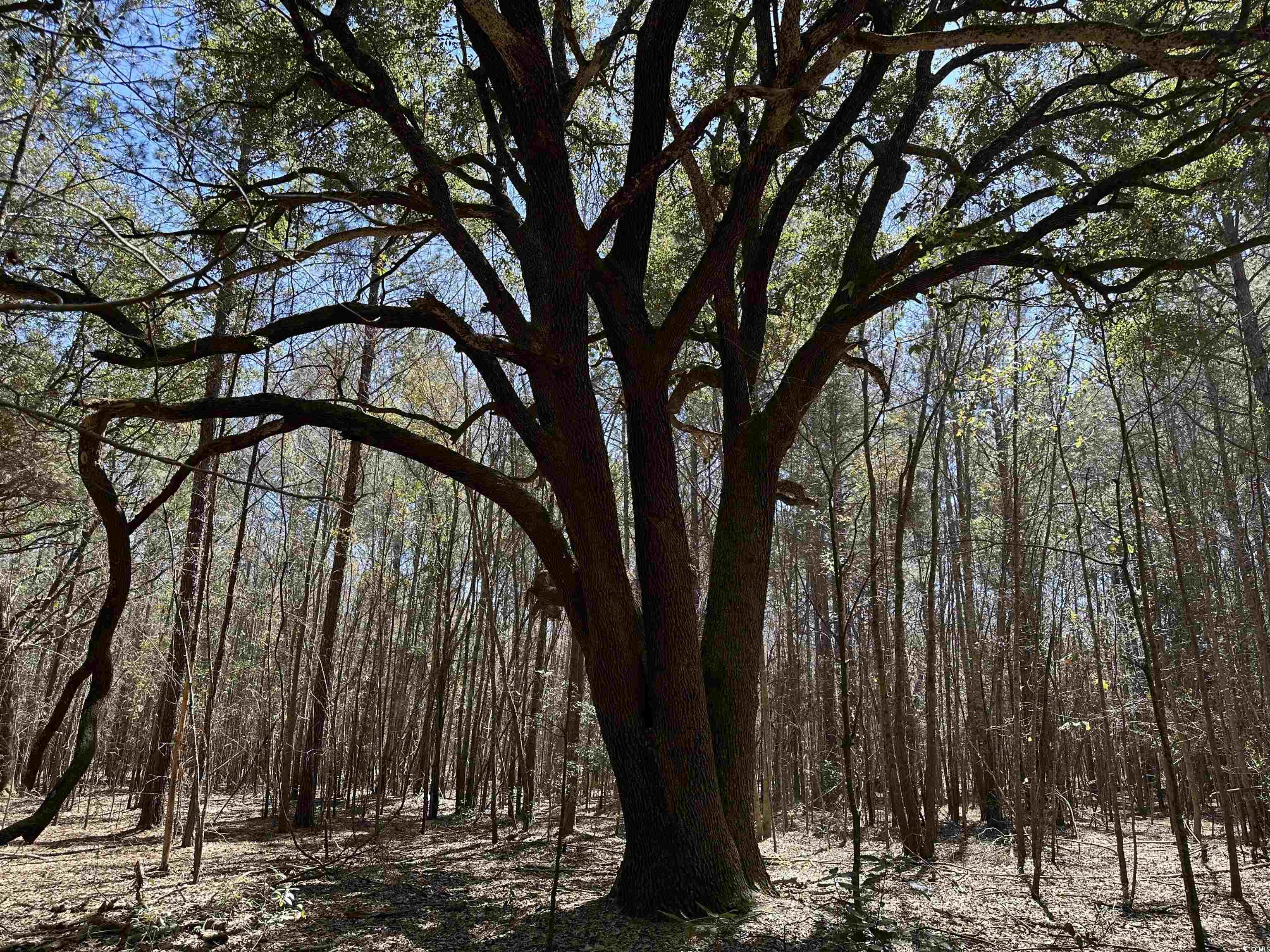 34 Acres - TBD Easler Hwy, Greeleyville, South Carolina image 14
