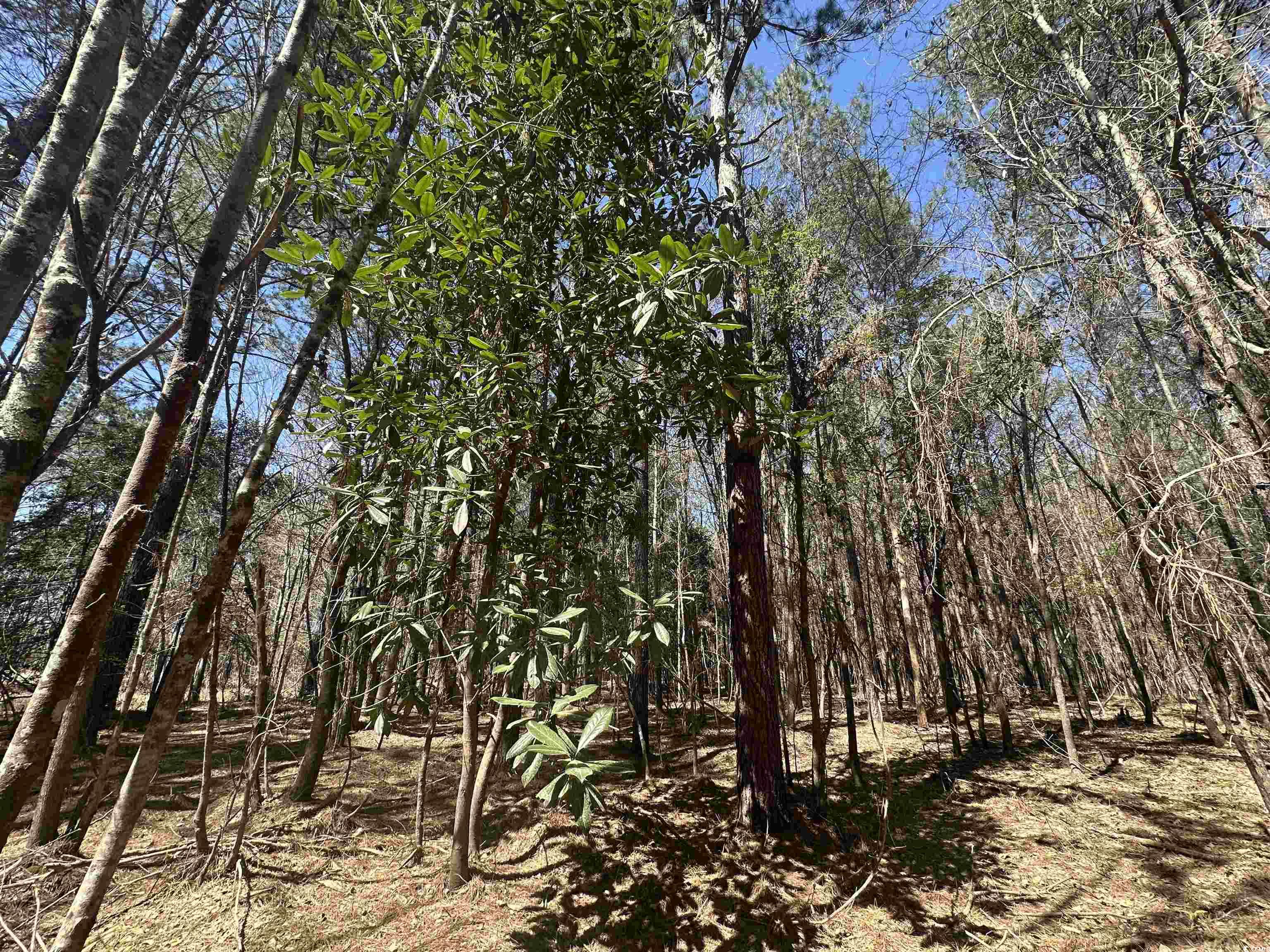 34 Acres - TBD Easler Hwy, Greeleyville, South Carolina image 16
