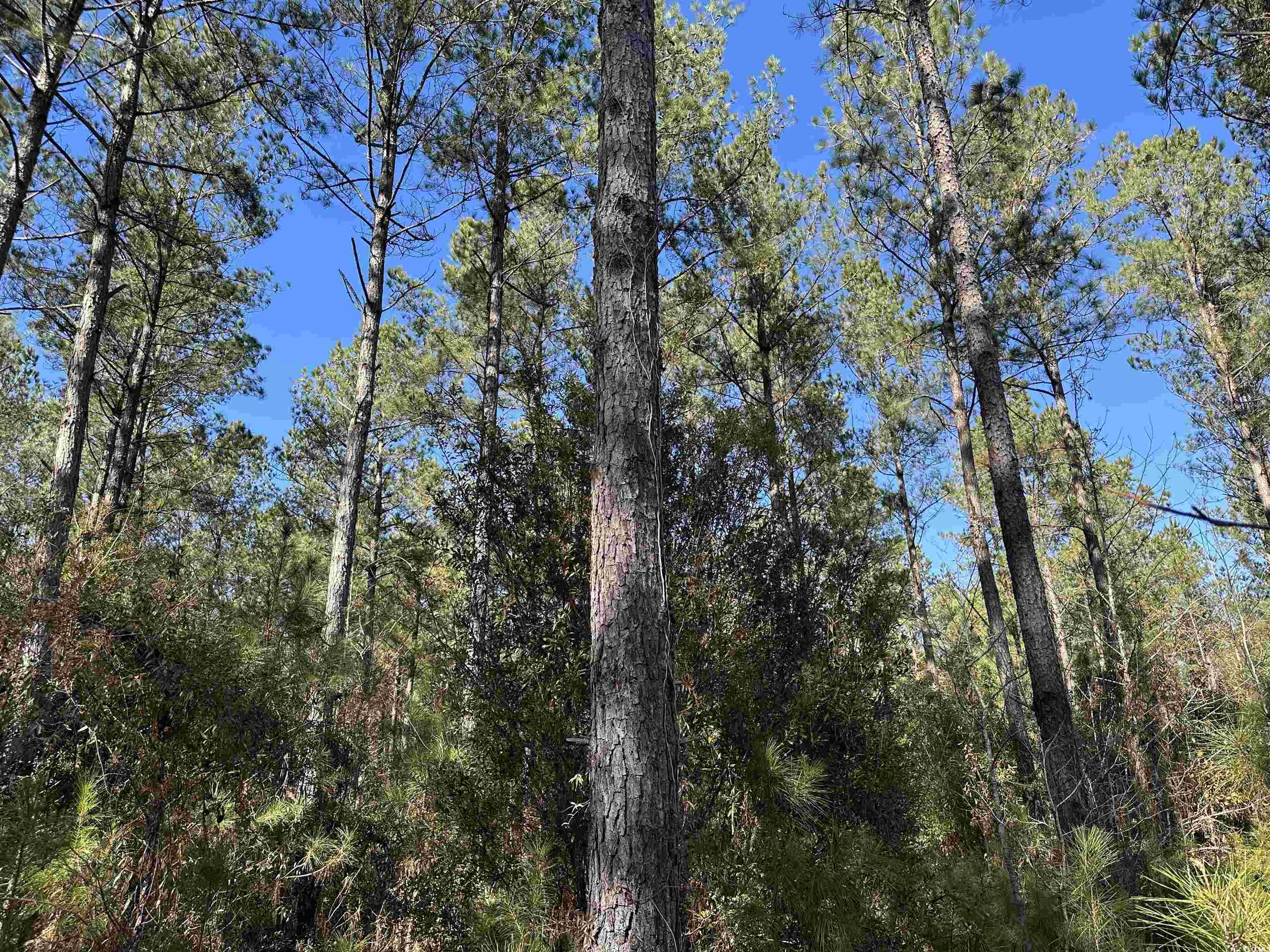 34 Acres - TBD Easler Hwy, Greeleyville, South Carolina image 3