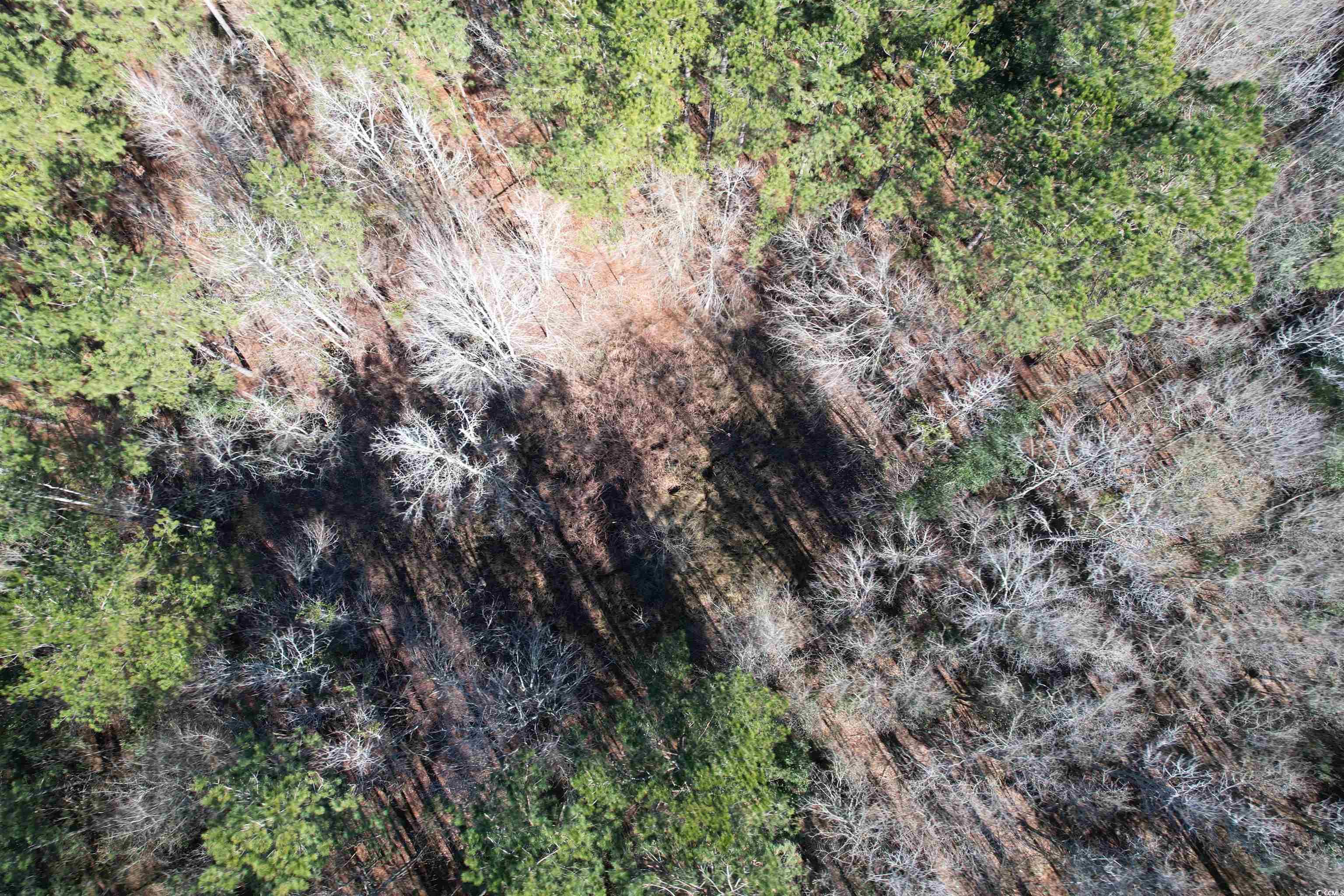 34 Acres - TBD Easler Hwy, Greeleyville, South Carolina image 6