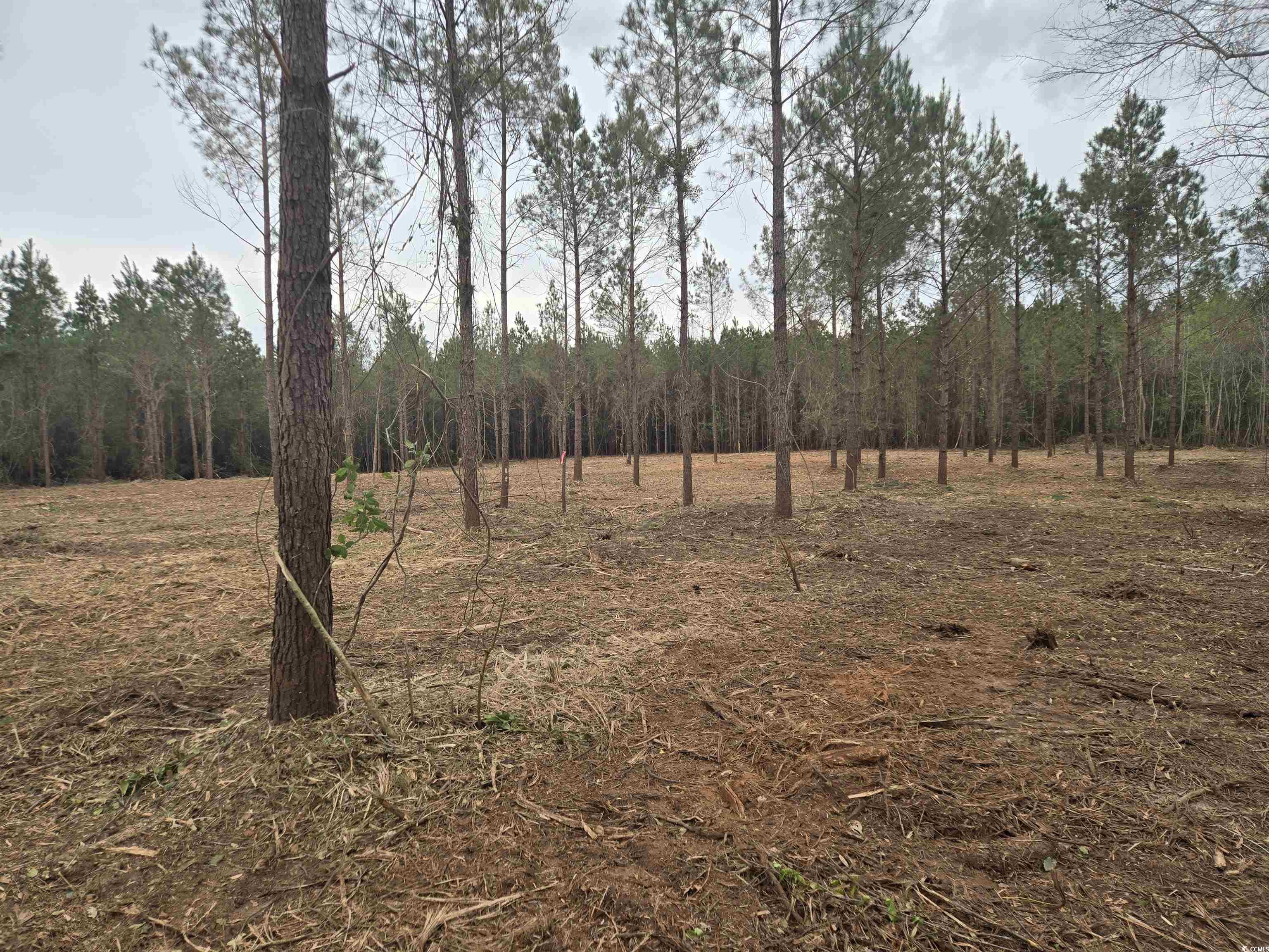 Tbd Oakdale Rd., Loris, South Carolina image 4
