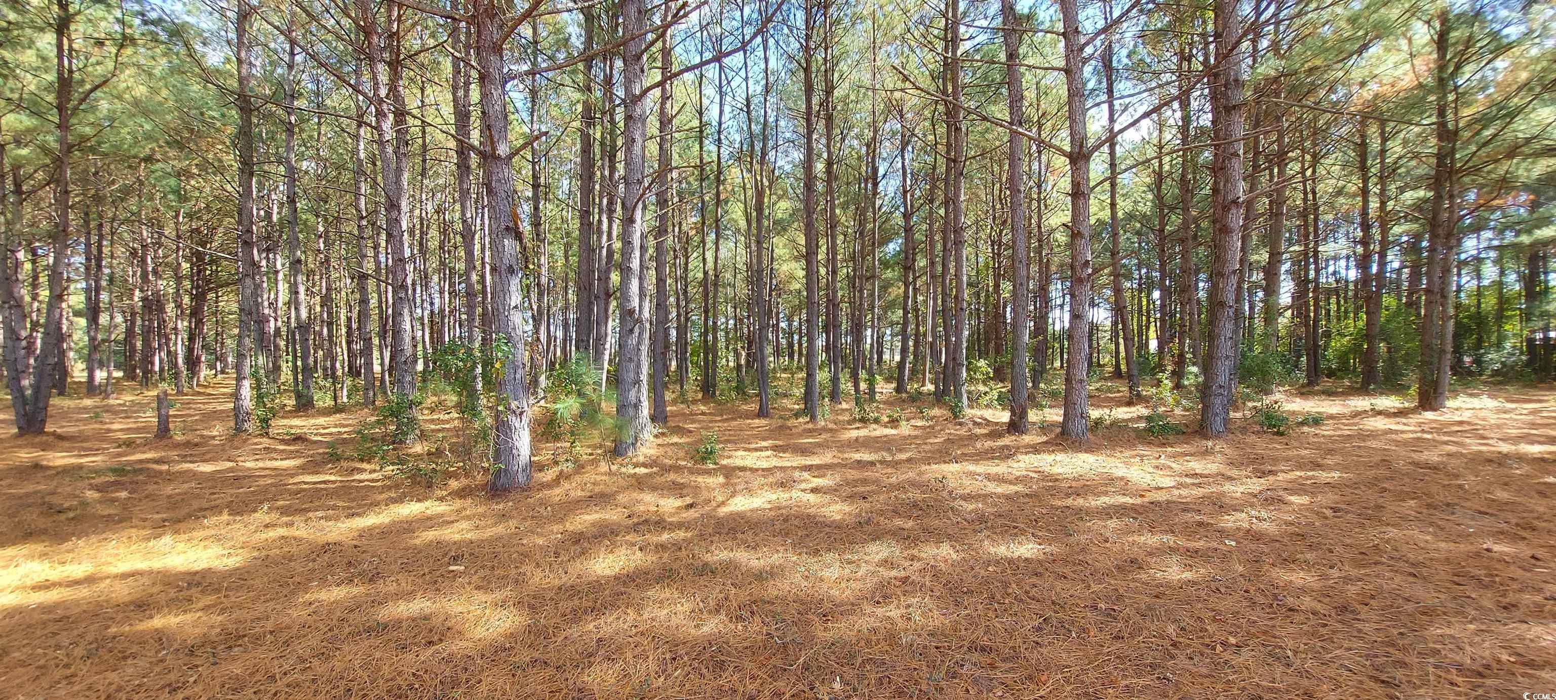 3025 Fowler Rd., Loris, South Carolina image 4