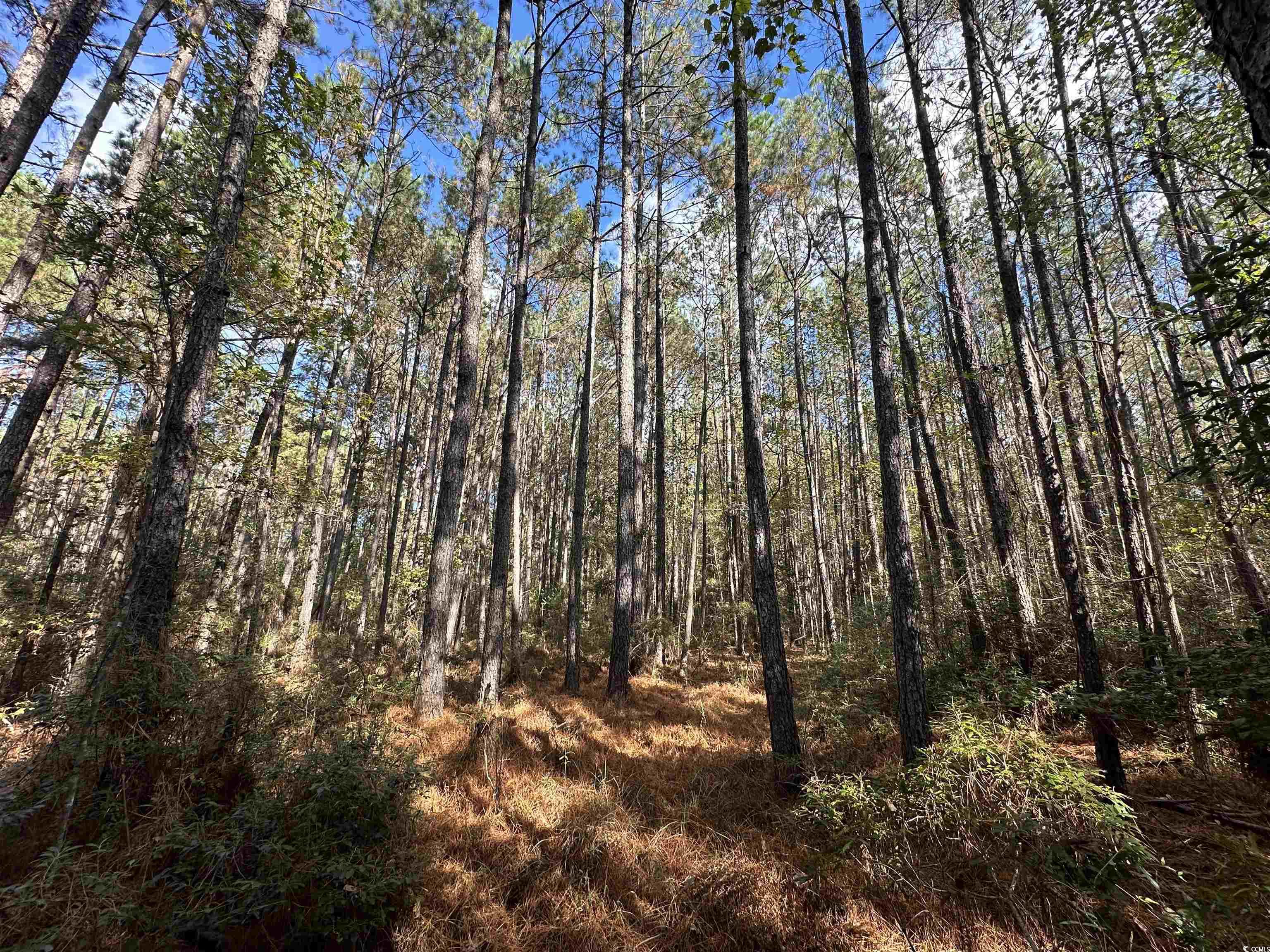 26 Acres-TBD Puncheon Creek Dr., Andrews, South Carolina image 1