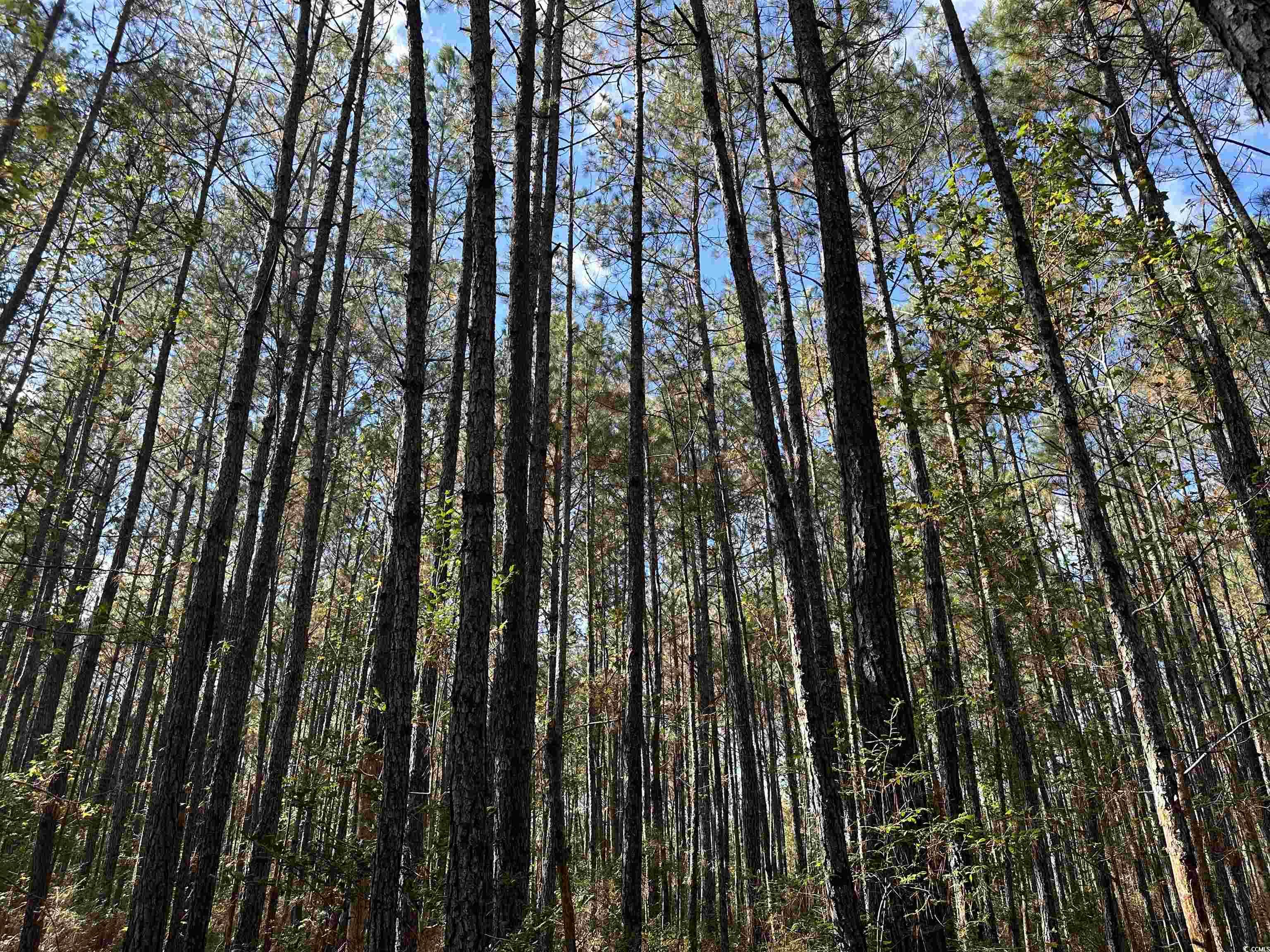 26 Acres-TBD Puncheon Creek Dr., Andrews, South Carolina image 12