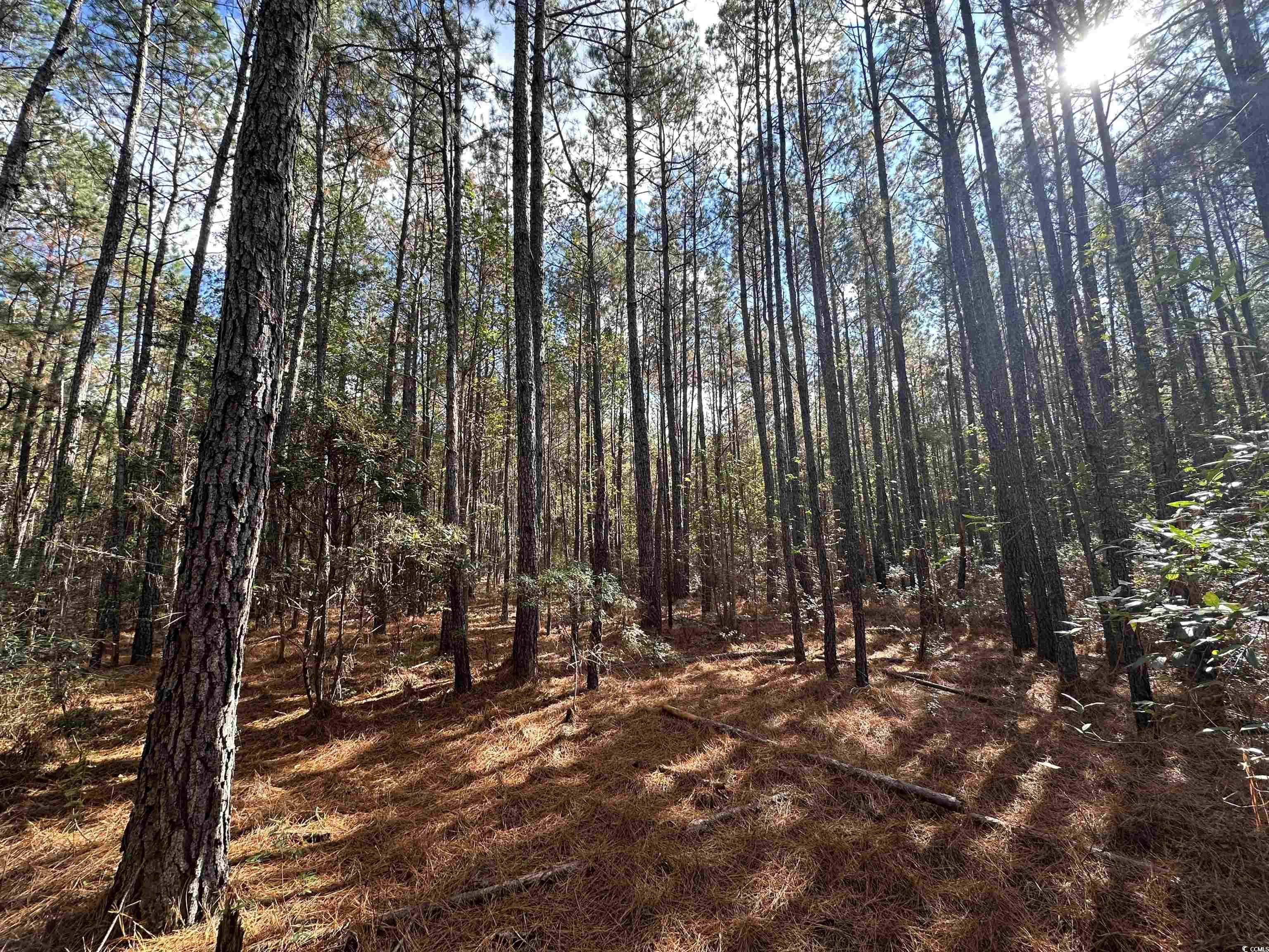 26 Acres-TBD Puncheon Creek Dr., Andrews, South Carolina image 2