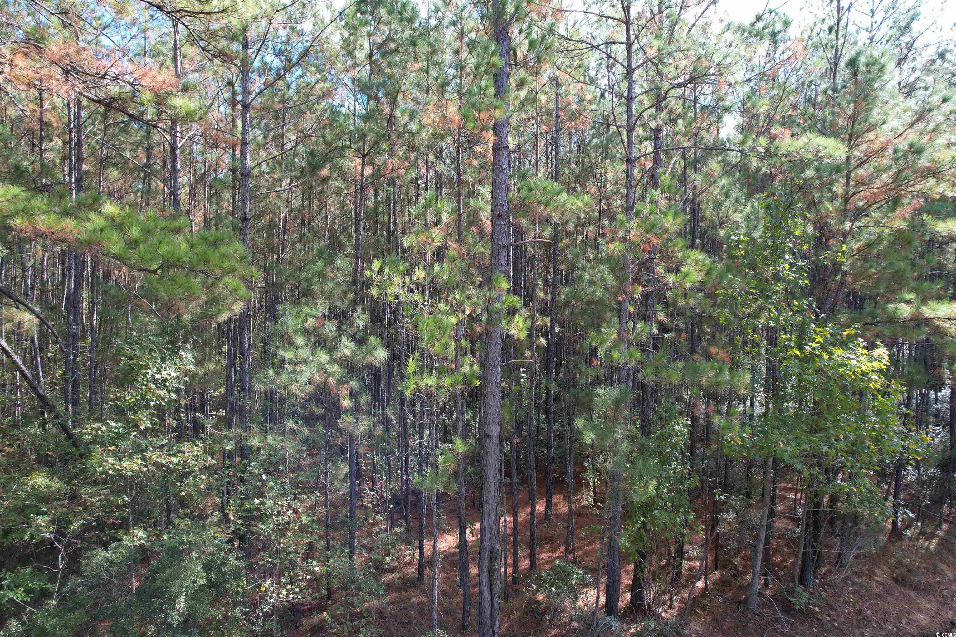 26 Acres-TBD Puncheon Creek Dr., Andrews, South Carolina image 8