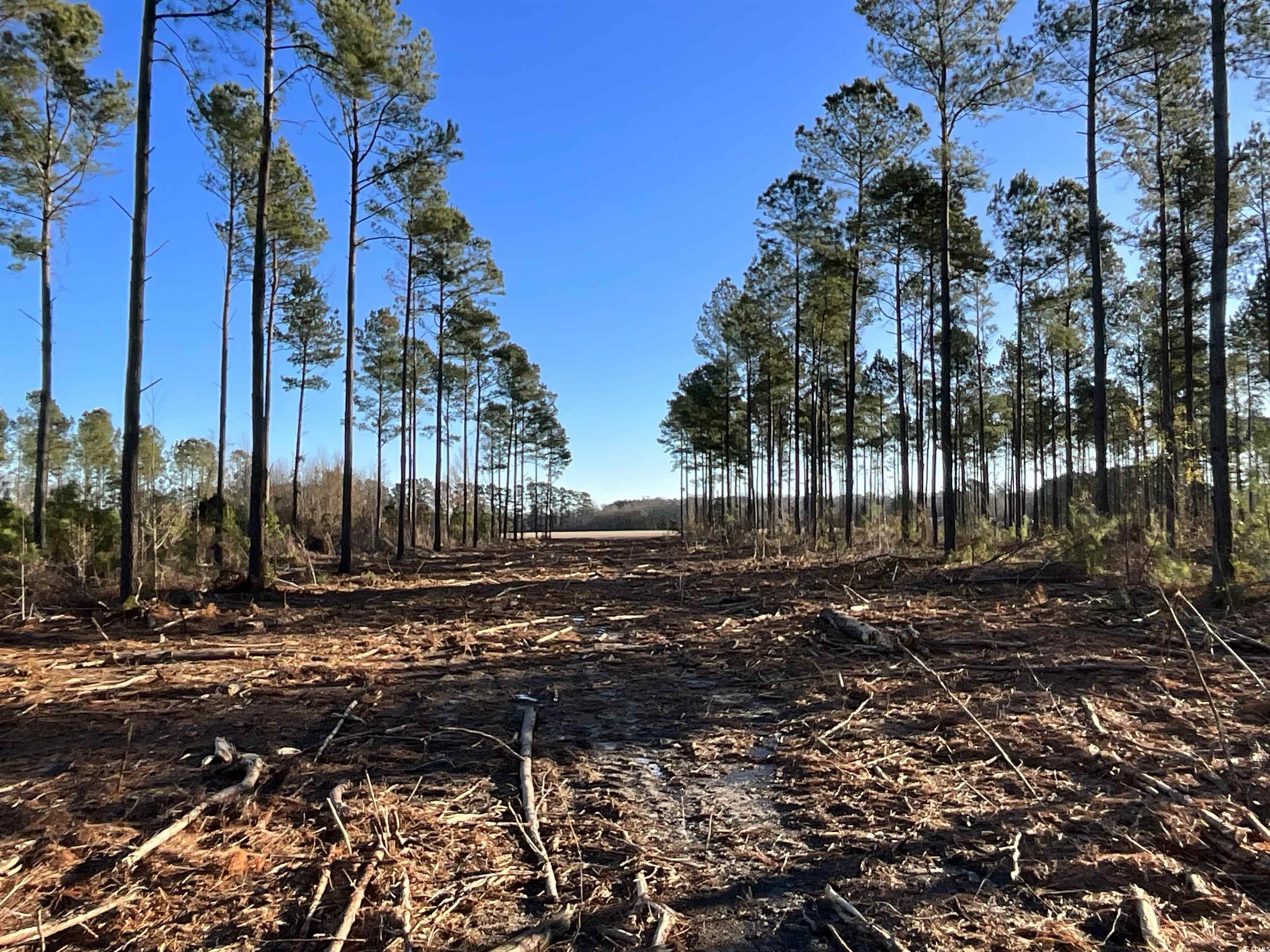 TBD Laughlin Rd., Marion, South Carolina image 1