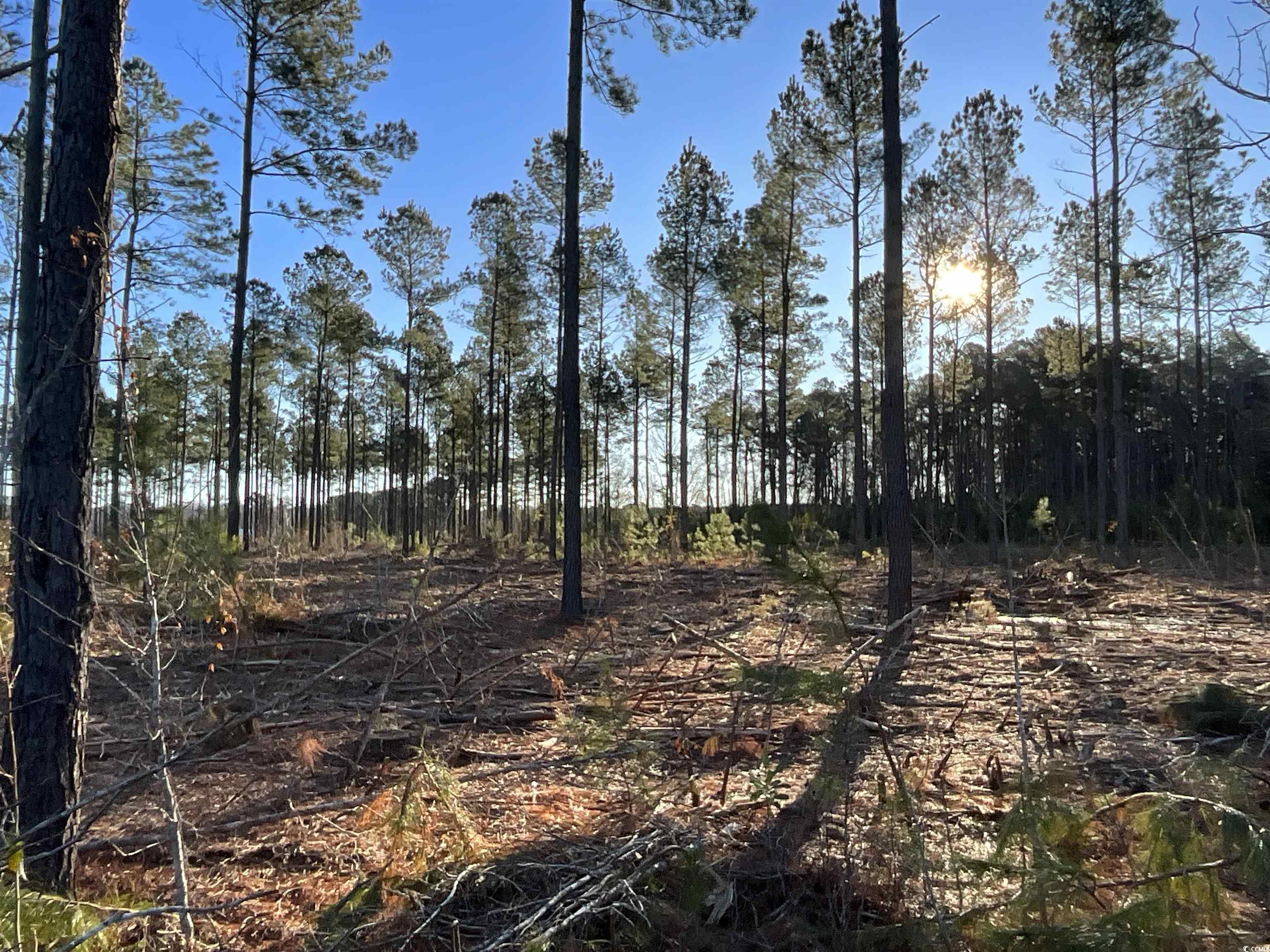 TBD Laughlin Rd., Marion, South Carolina image 10