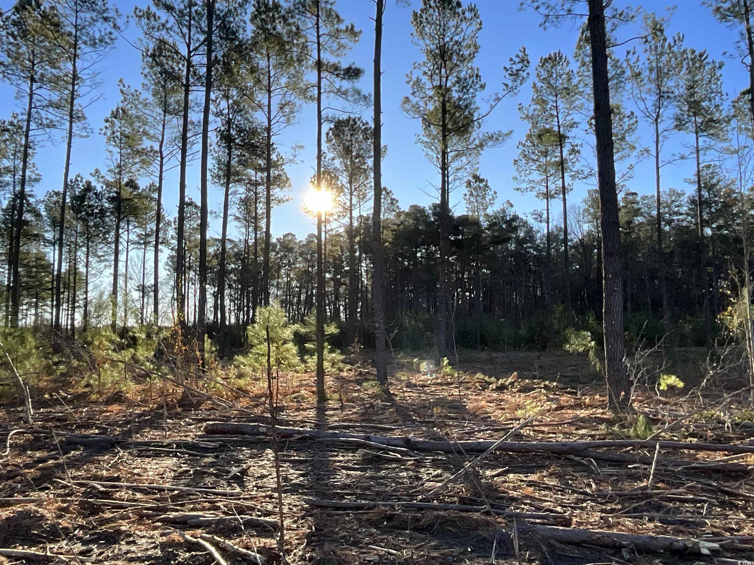 TBD Laughlin Rd., Marion, South Carolina image 2