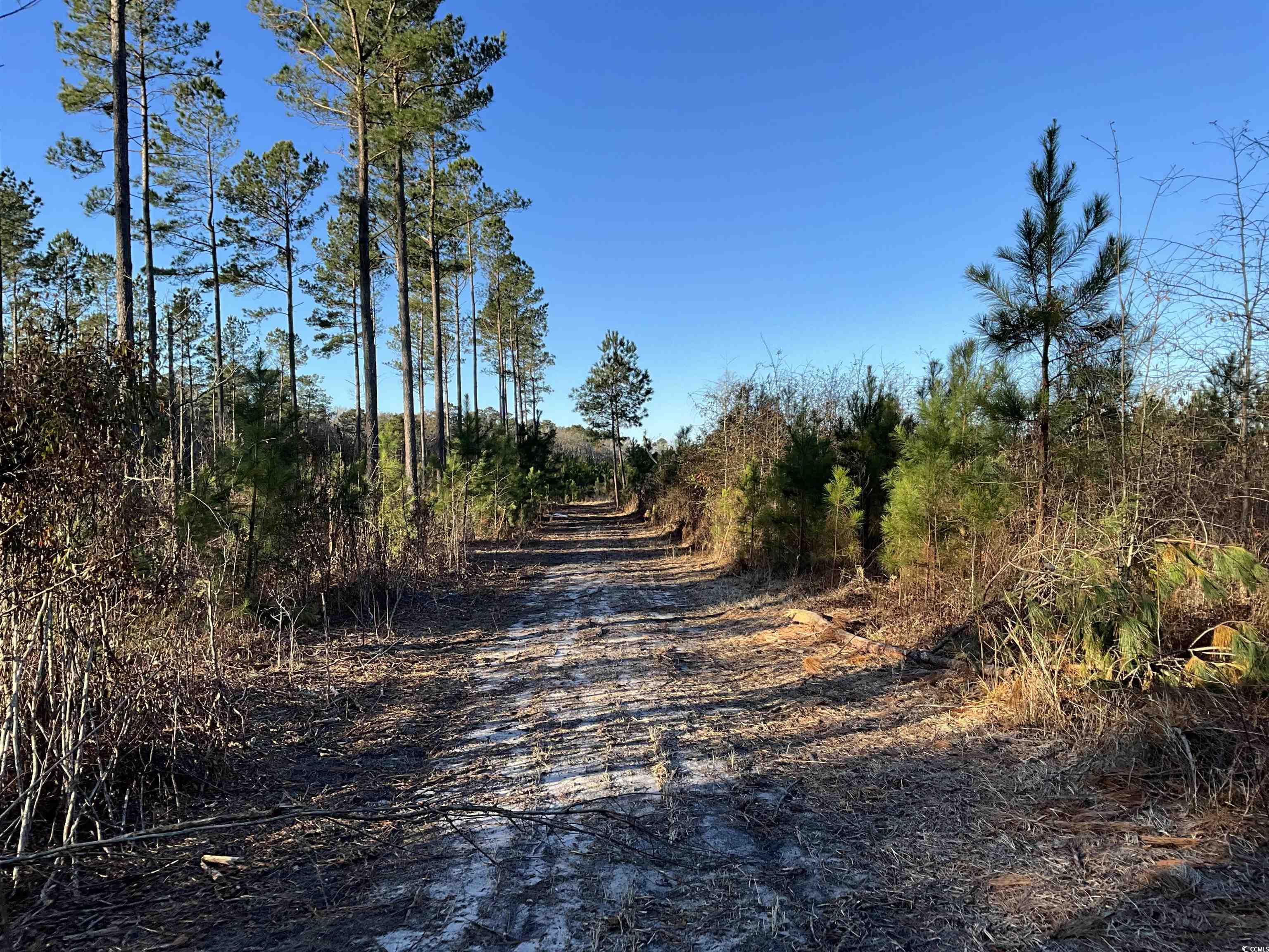 TBD Laughlin Rd., Marion, South Carolina image 3