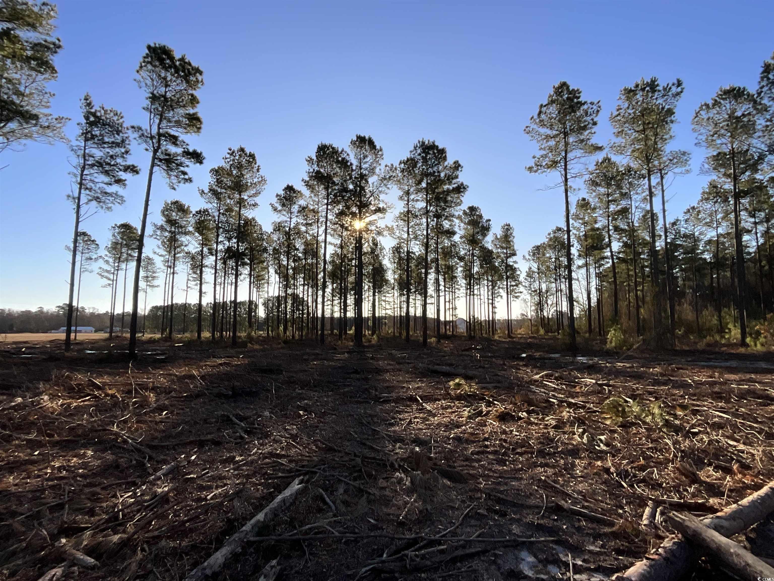 TBD Laughlin Rd., Marion, South Carolina image 4