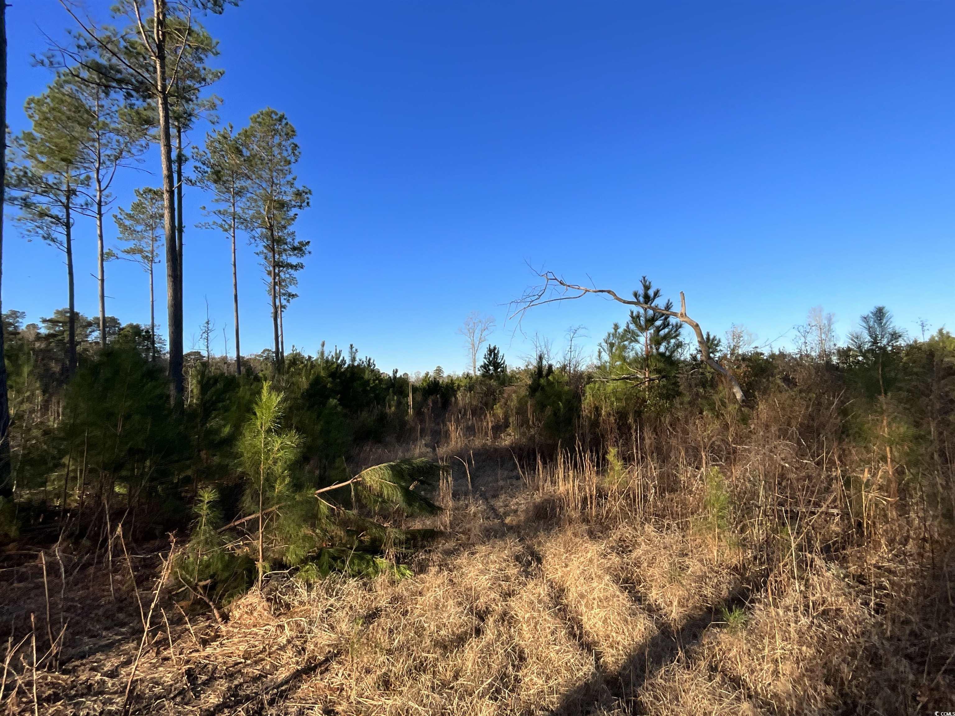 TBD Laughlin Rd., Marion, South Carolina image 8