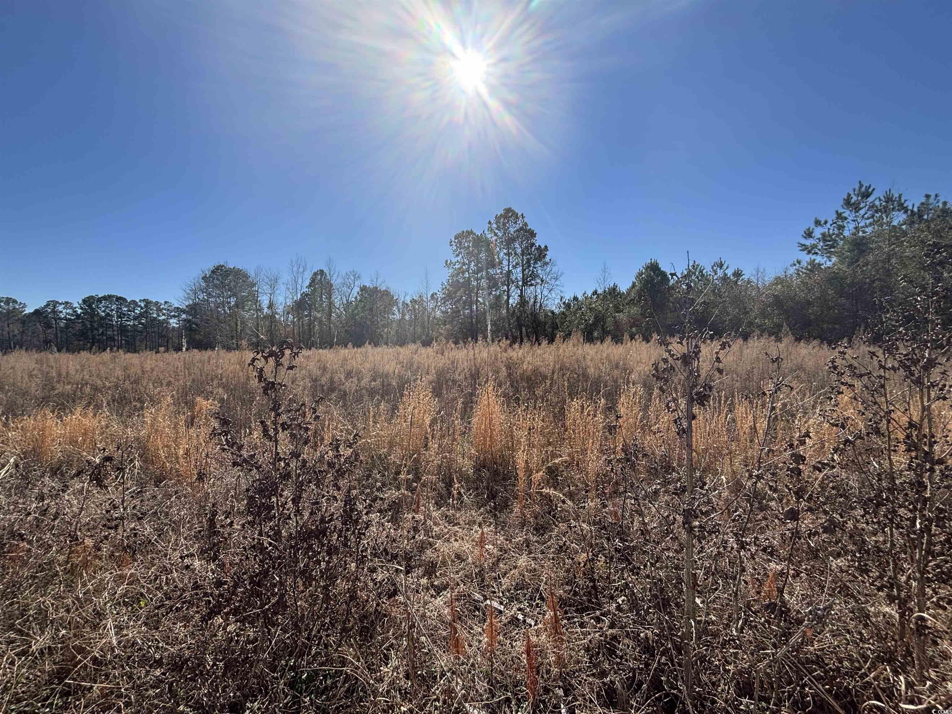 TBD Chair Rd. Hemingway, SC 29554