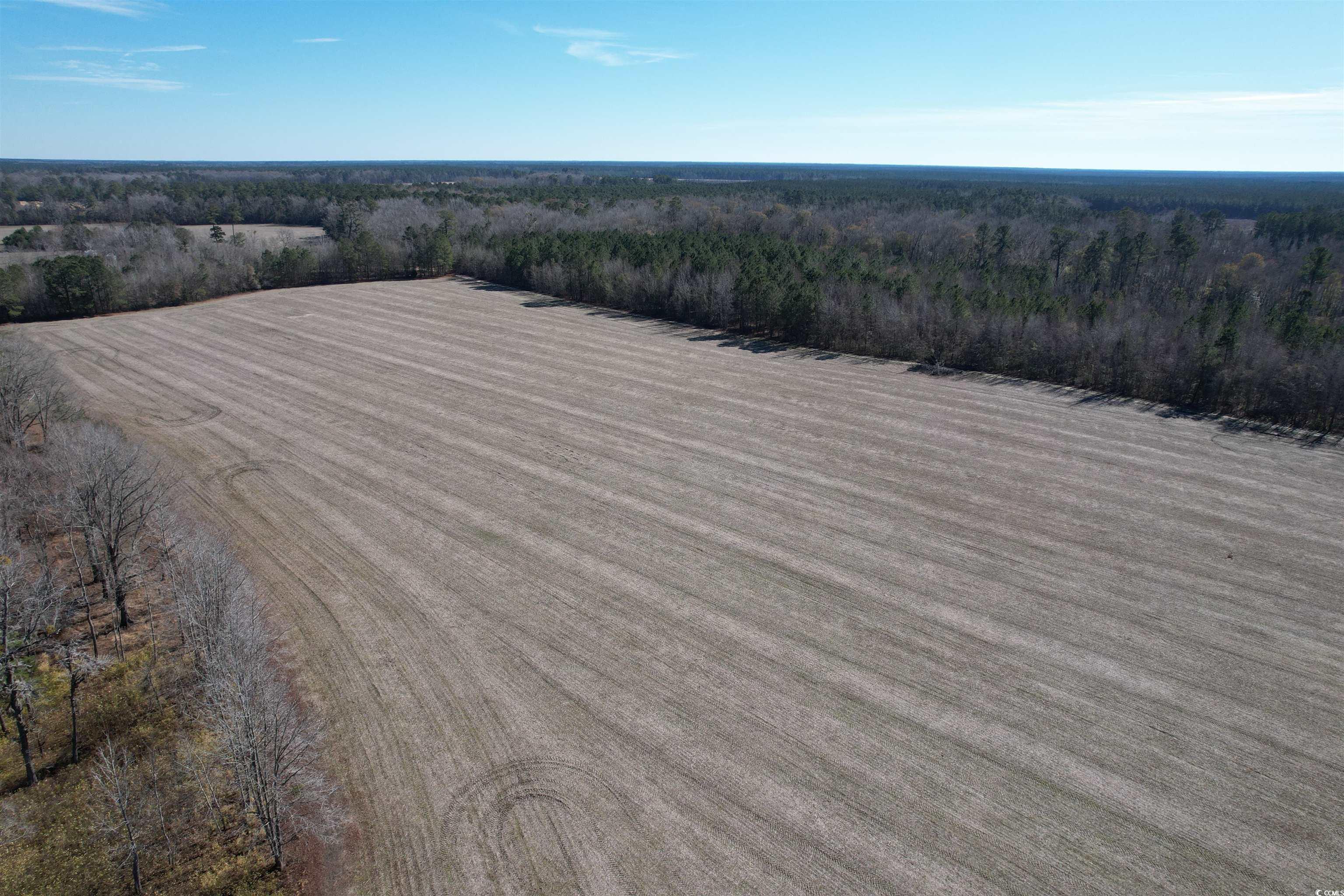 36.19 Acres-TBD Big Woods Rd., Kingstree, South Carolina image 1